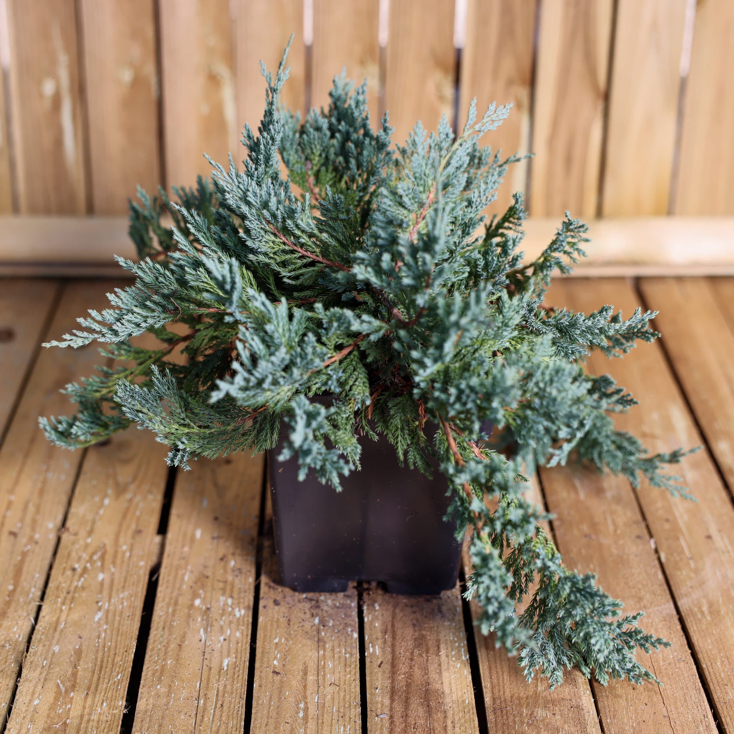 Ienupar târâtor thumbnail 2