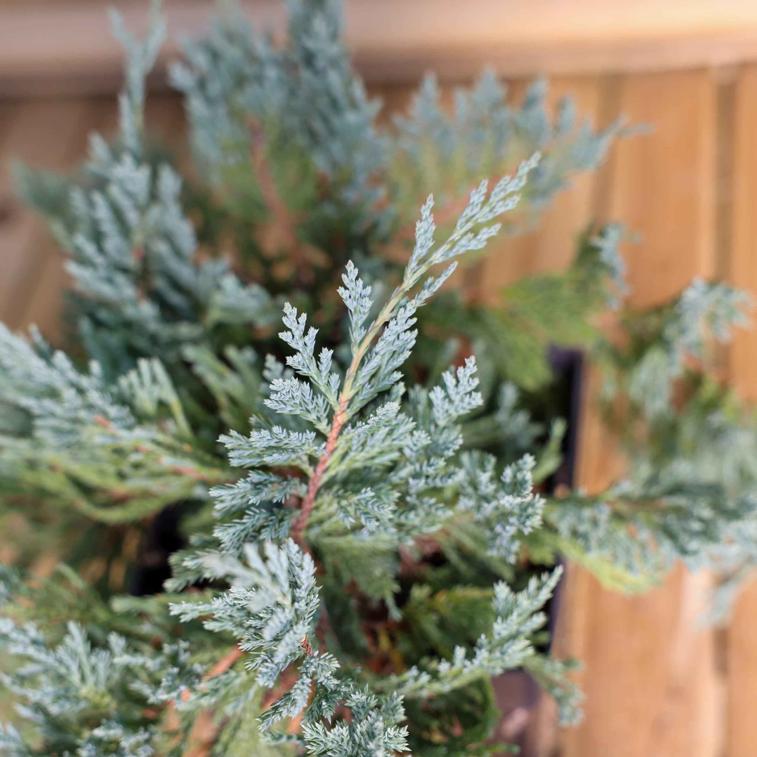 Ienupar târâtor thumbnail 3