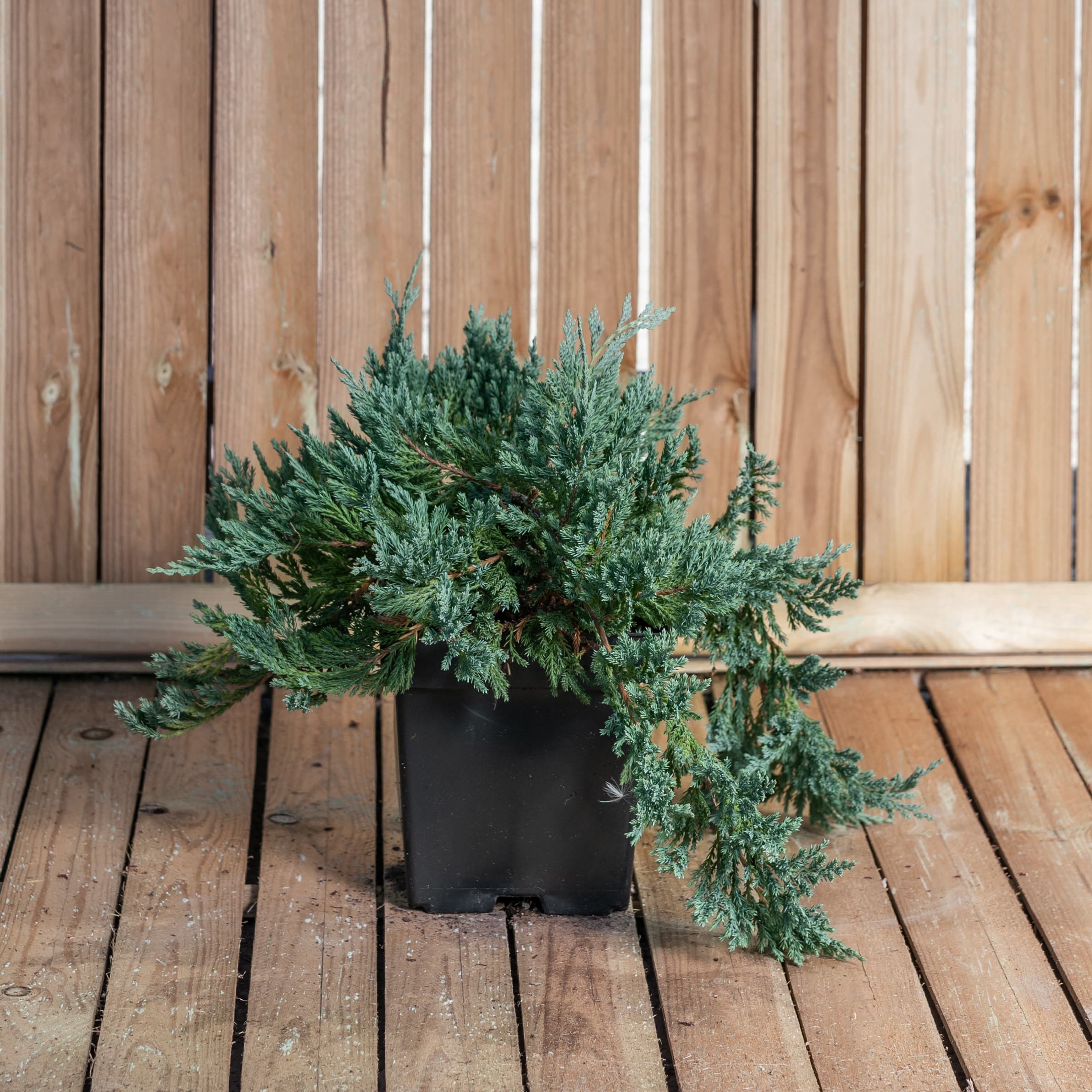 Ienupar târâtor — imagine 1