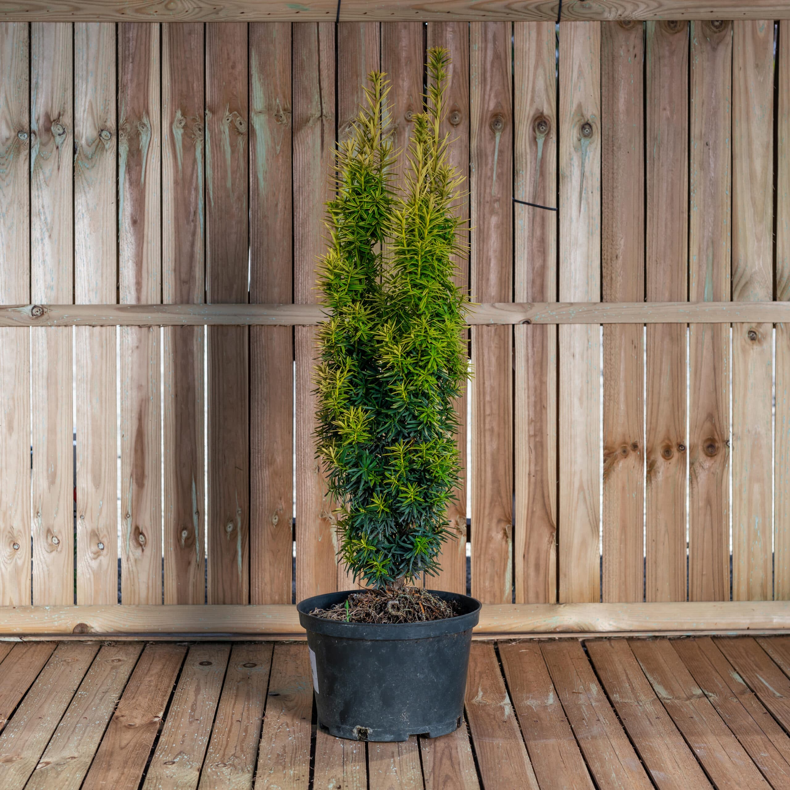 Tisa columnară aurie — imagine 1