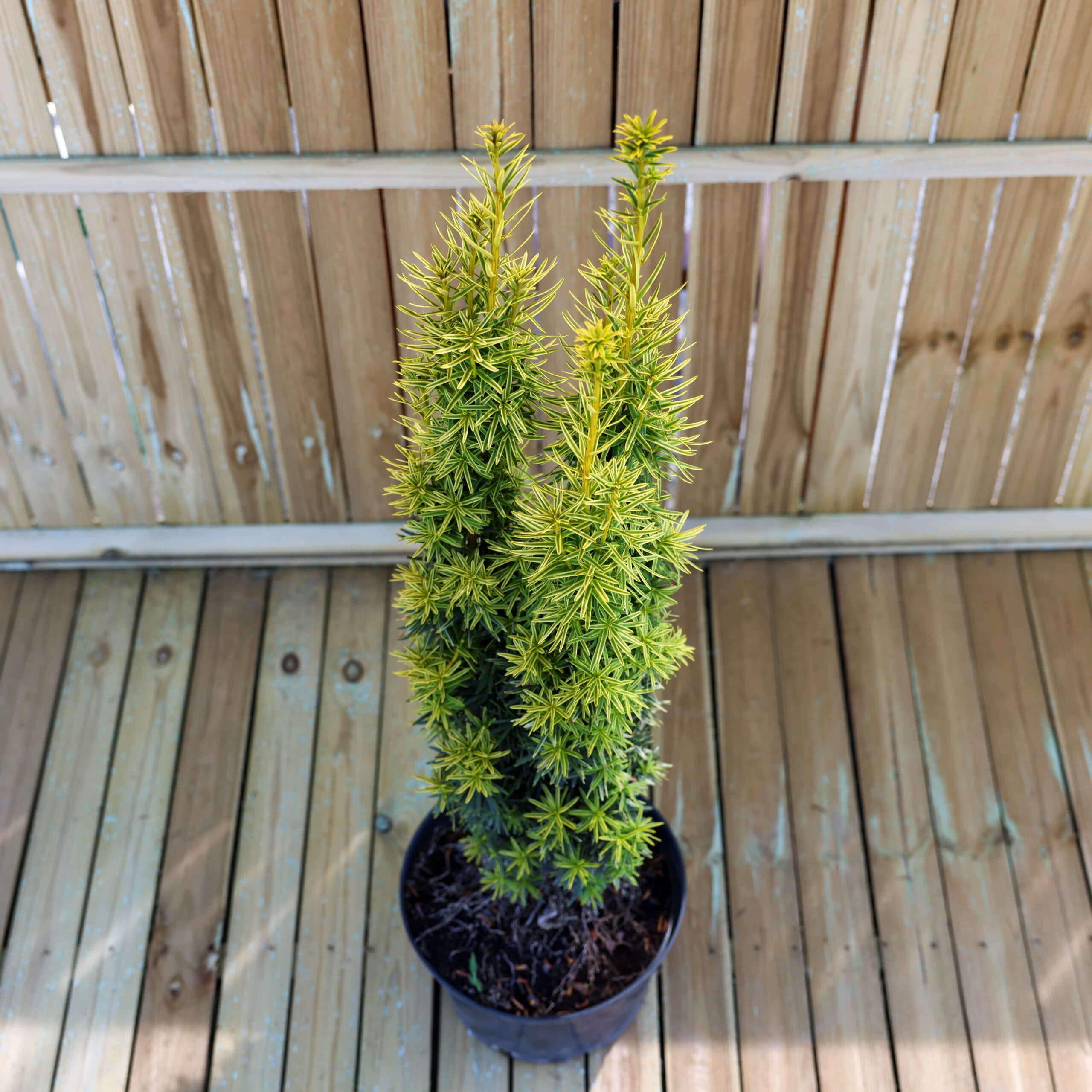 Tisa columnară aurie thumbnail 2