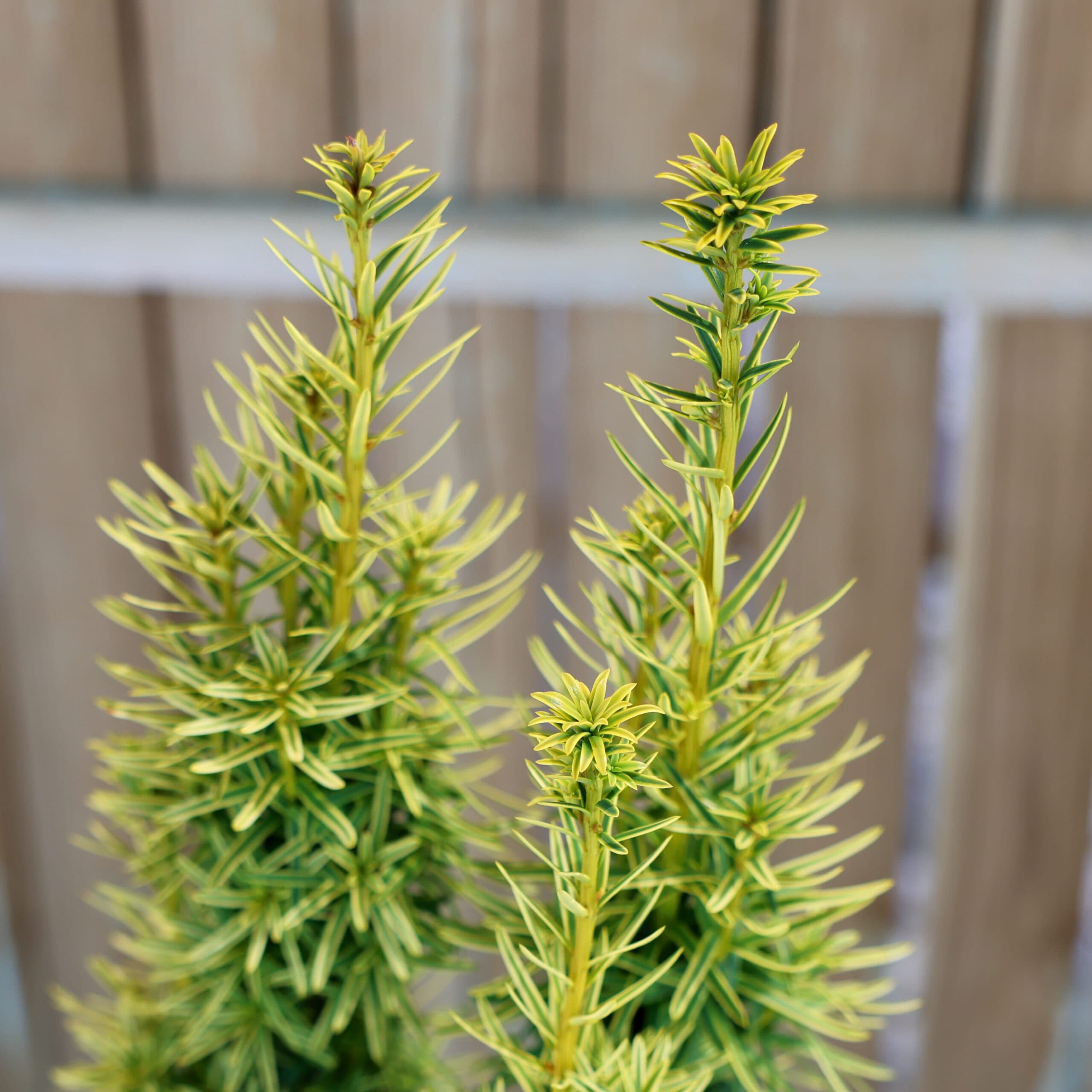 Tisa columnară aurie thumbnail 3