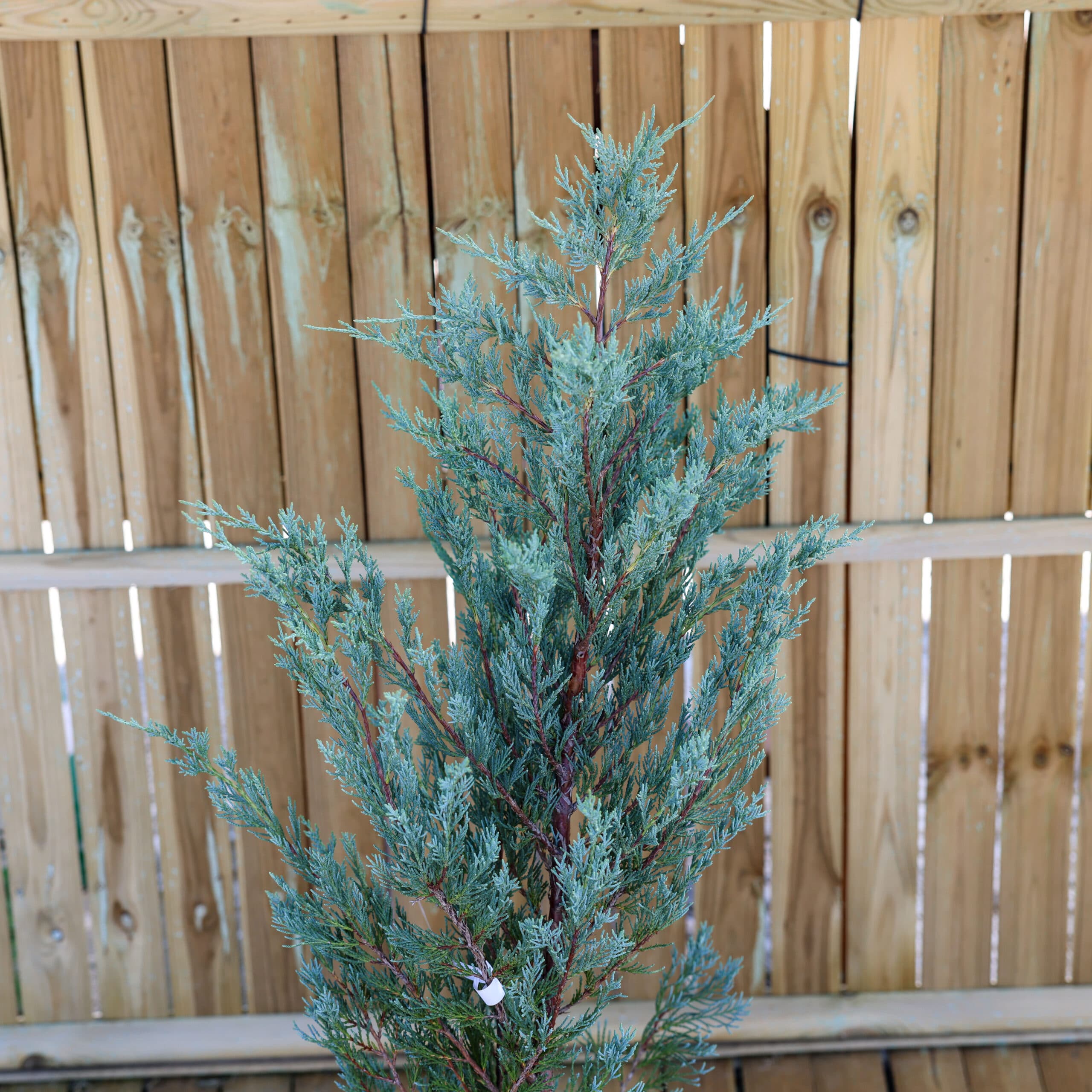 Ienupar albastru thumbnail 2