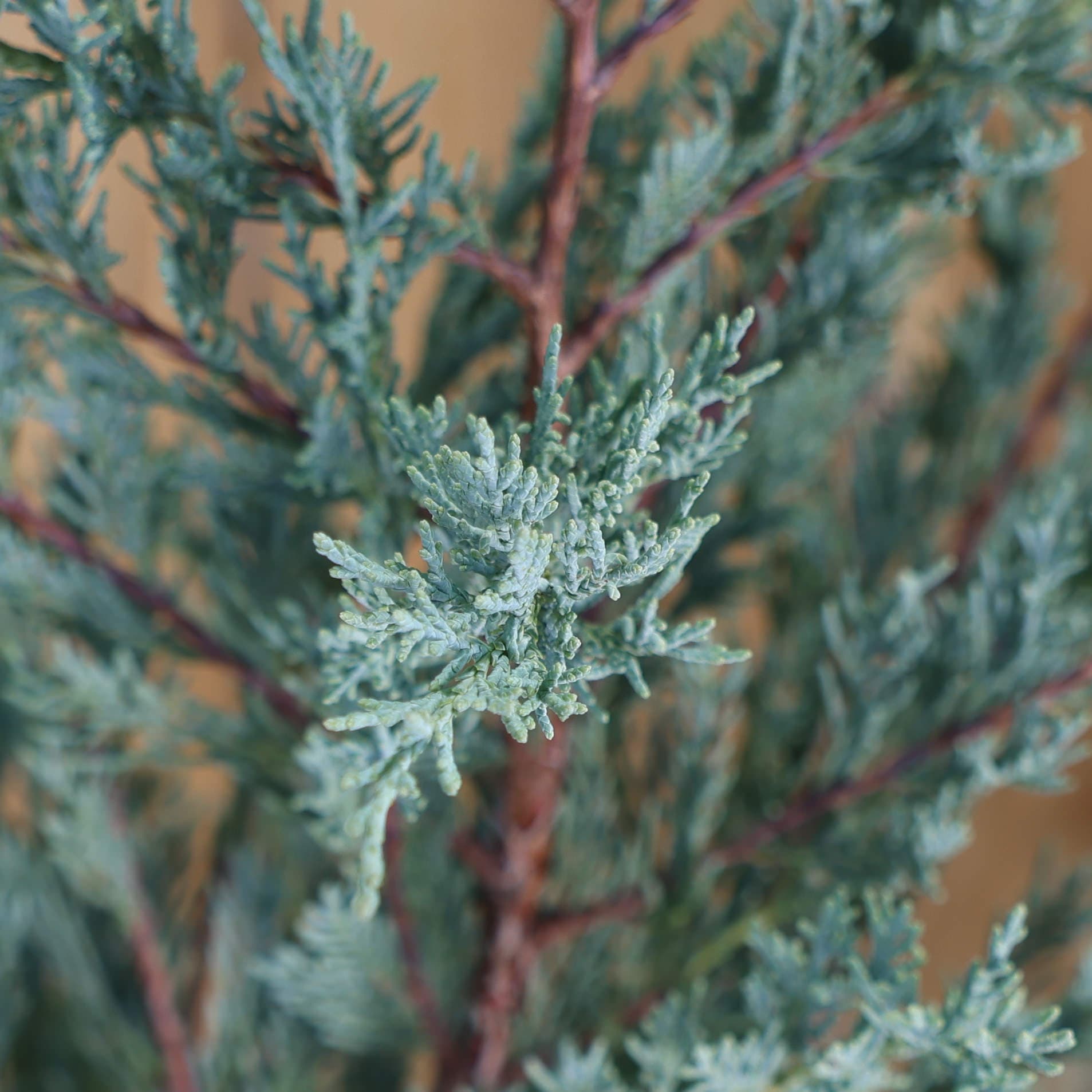 Ienupar albastru thumbnail 3