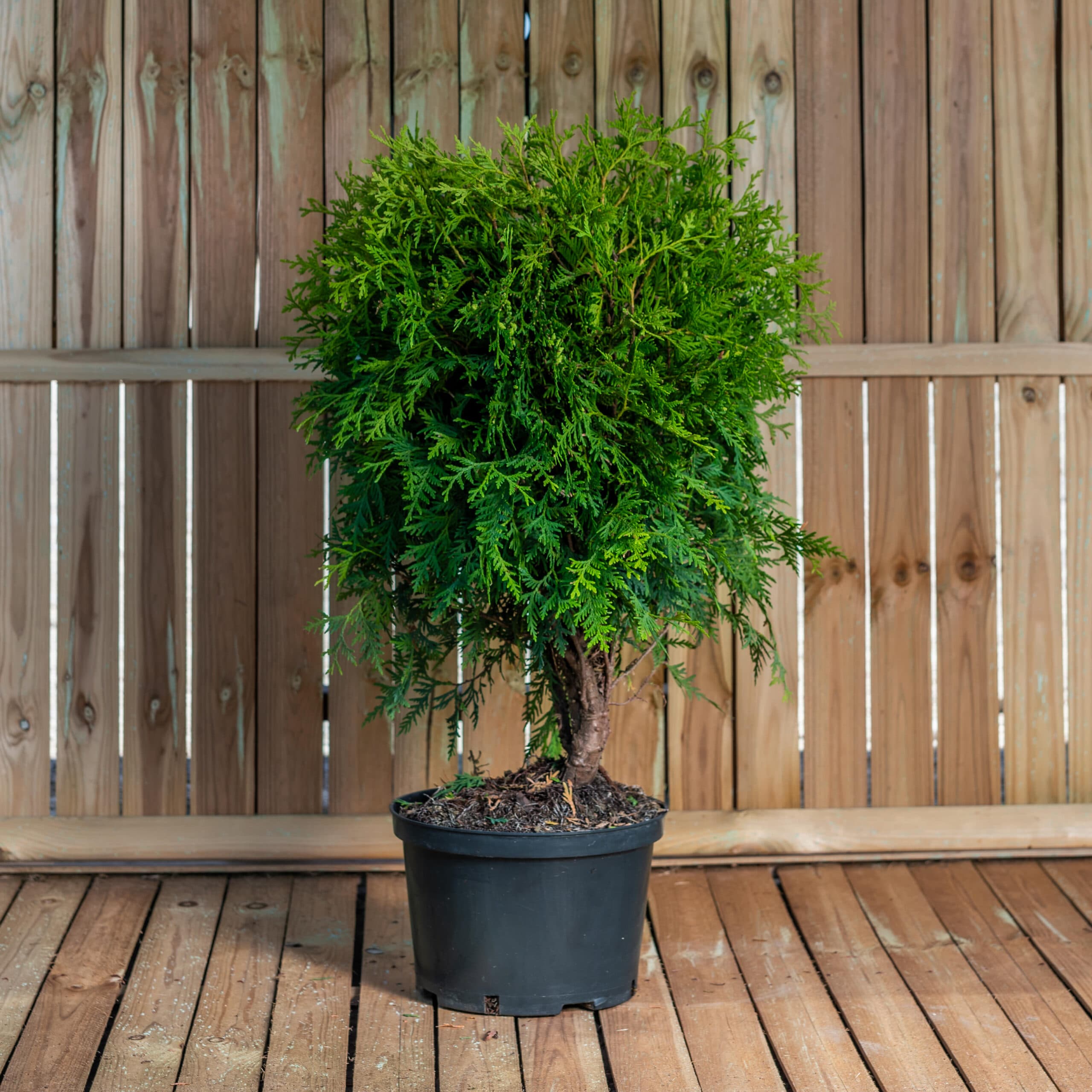 Tuia globular — imagine 1