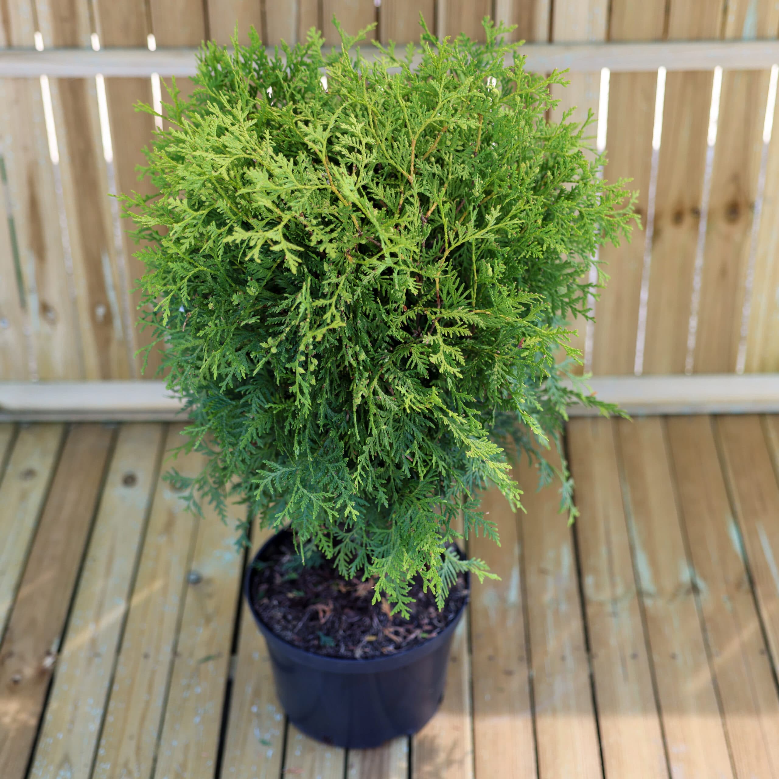 Tuia globular thumbnail 2