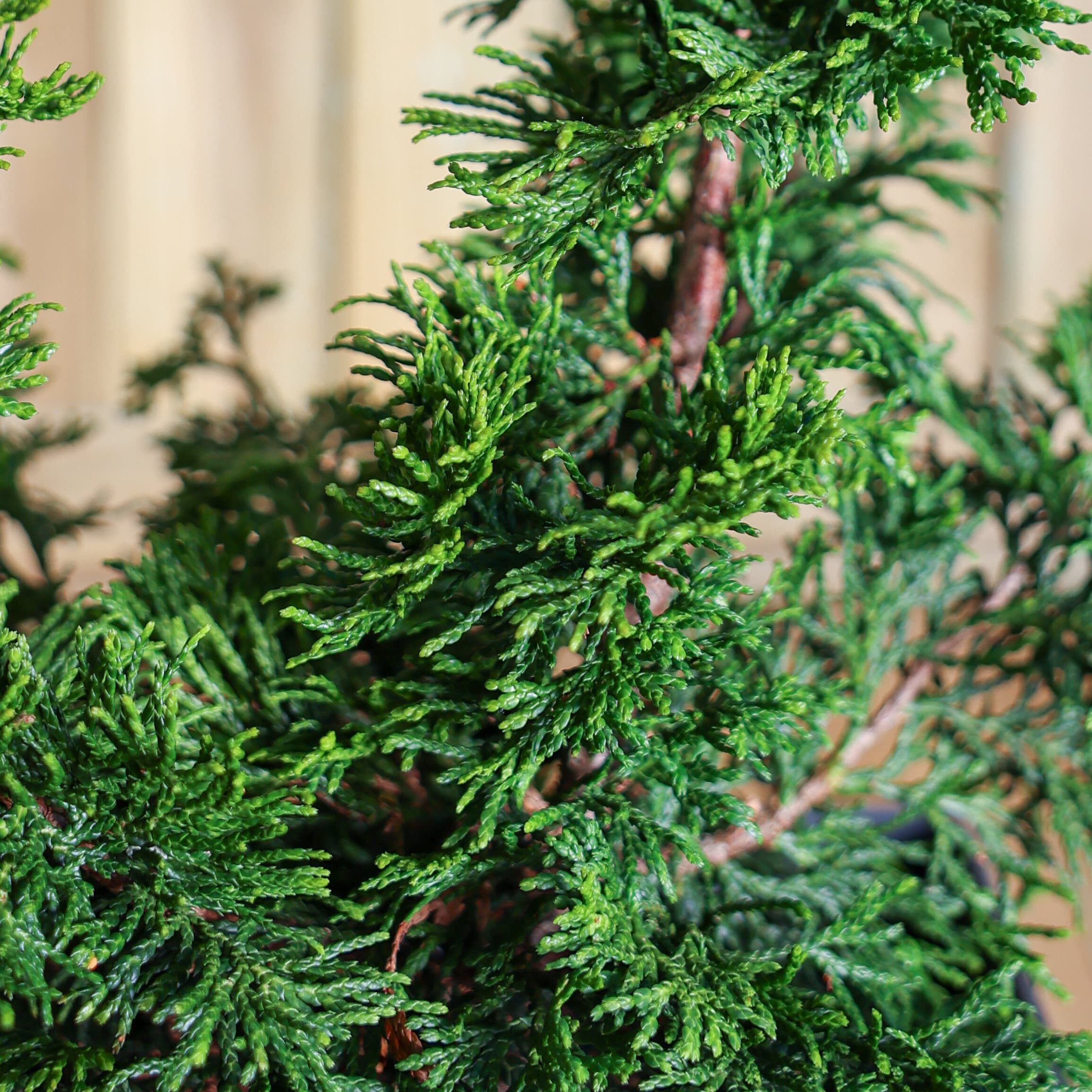 Chiparos japonez thumbnail 2