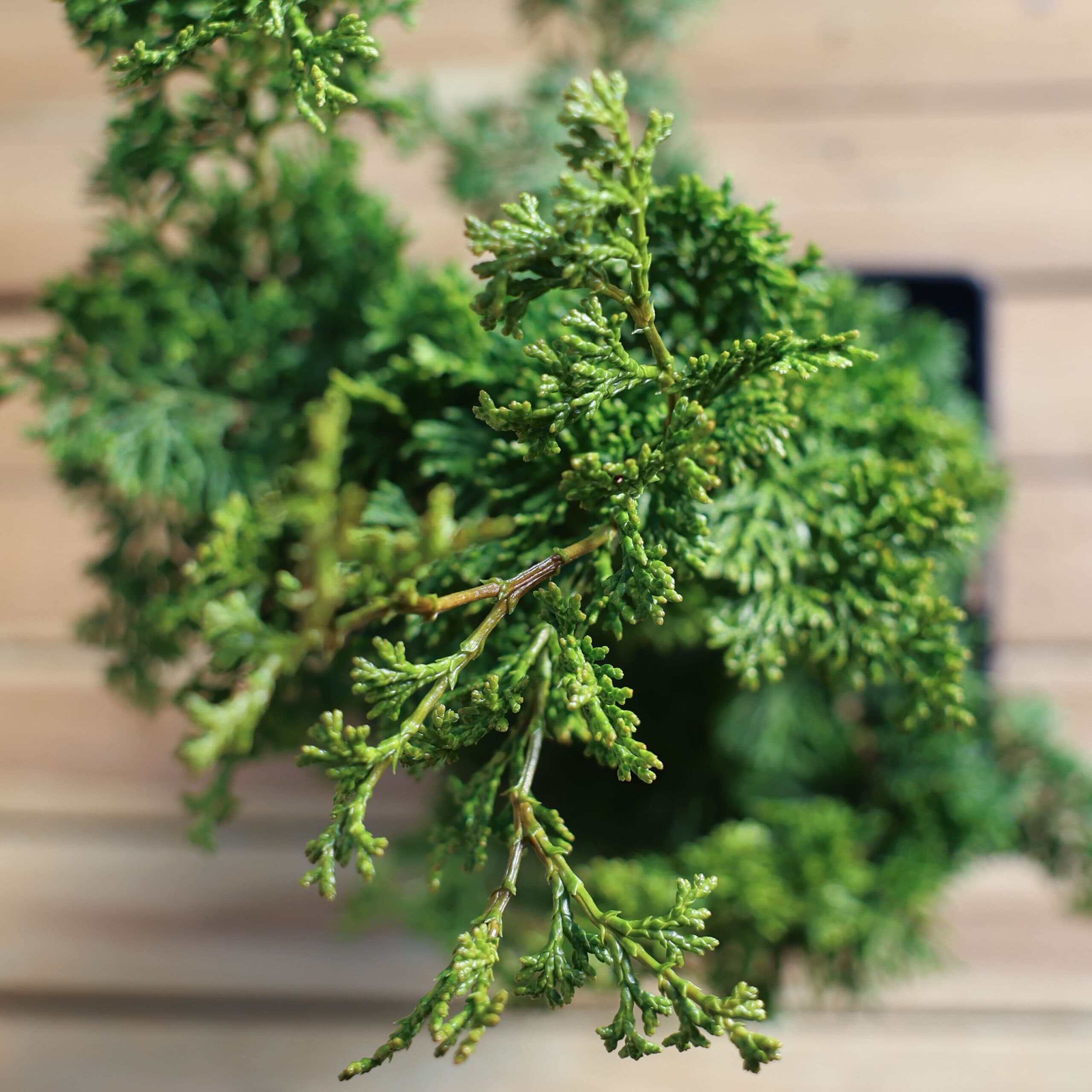 Chiparos japonez thumbnail 3