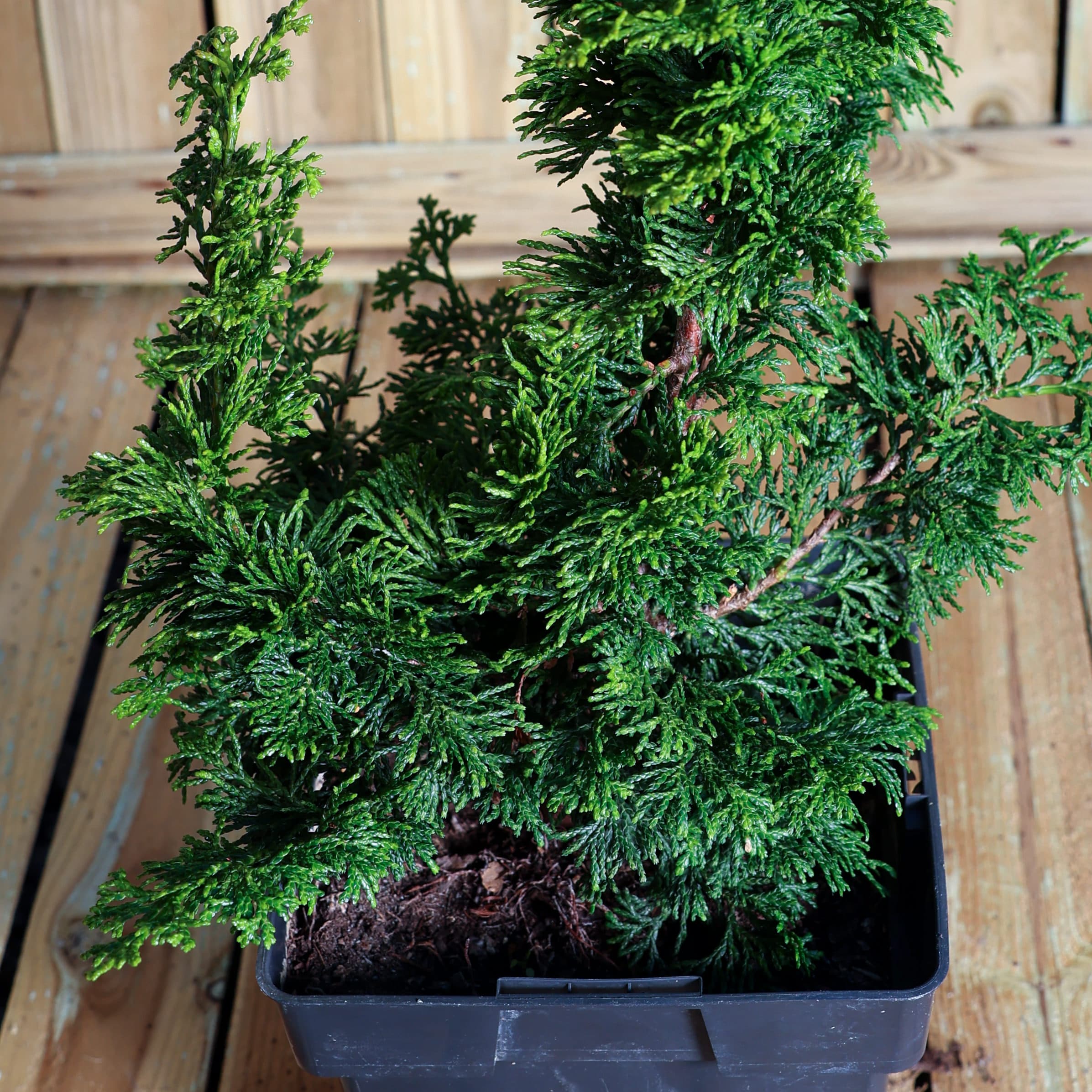 Chiparos japonez thumbnail 4