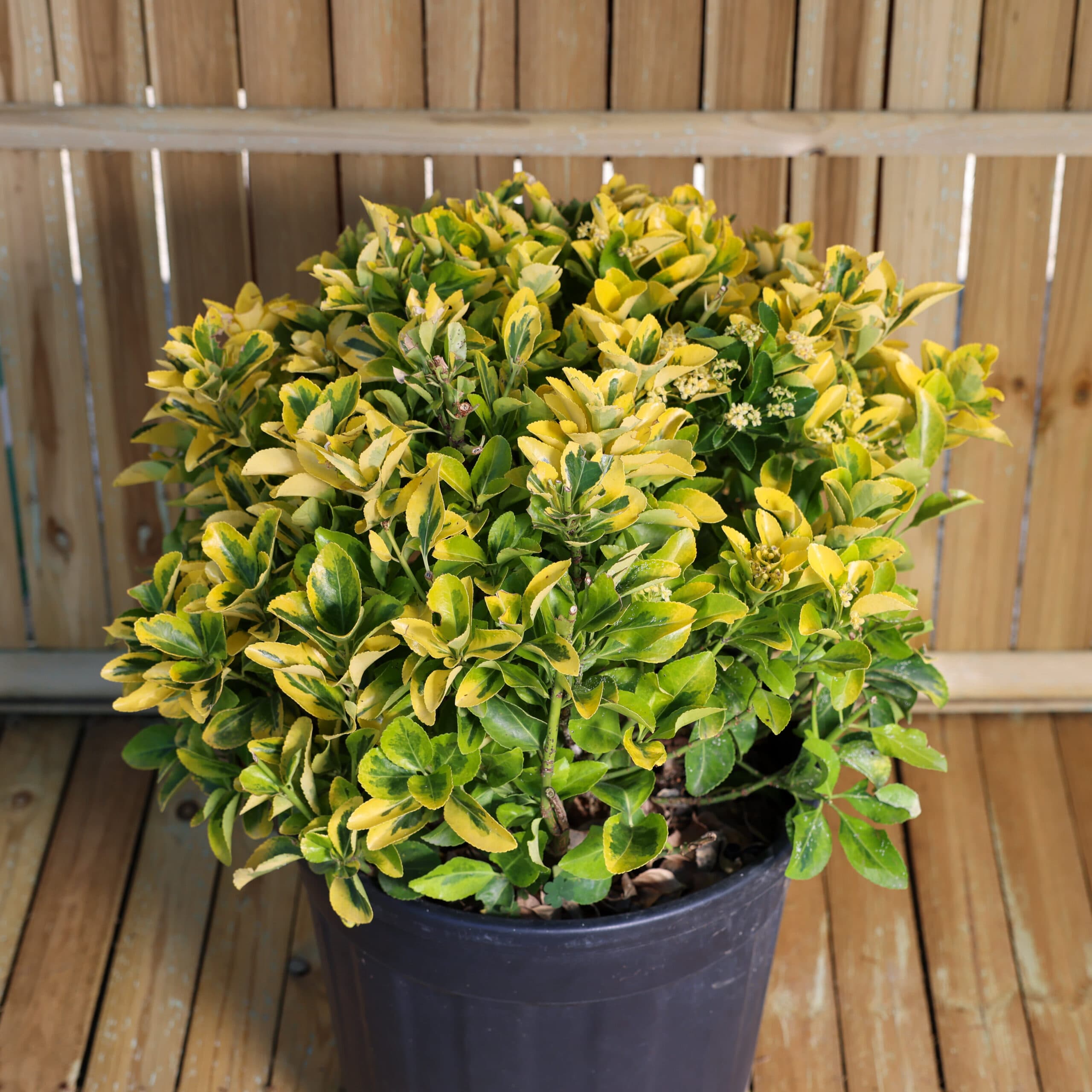 Evonimus glob thumbnail 2