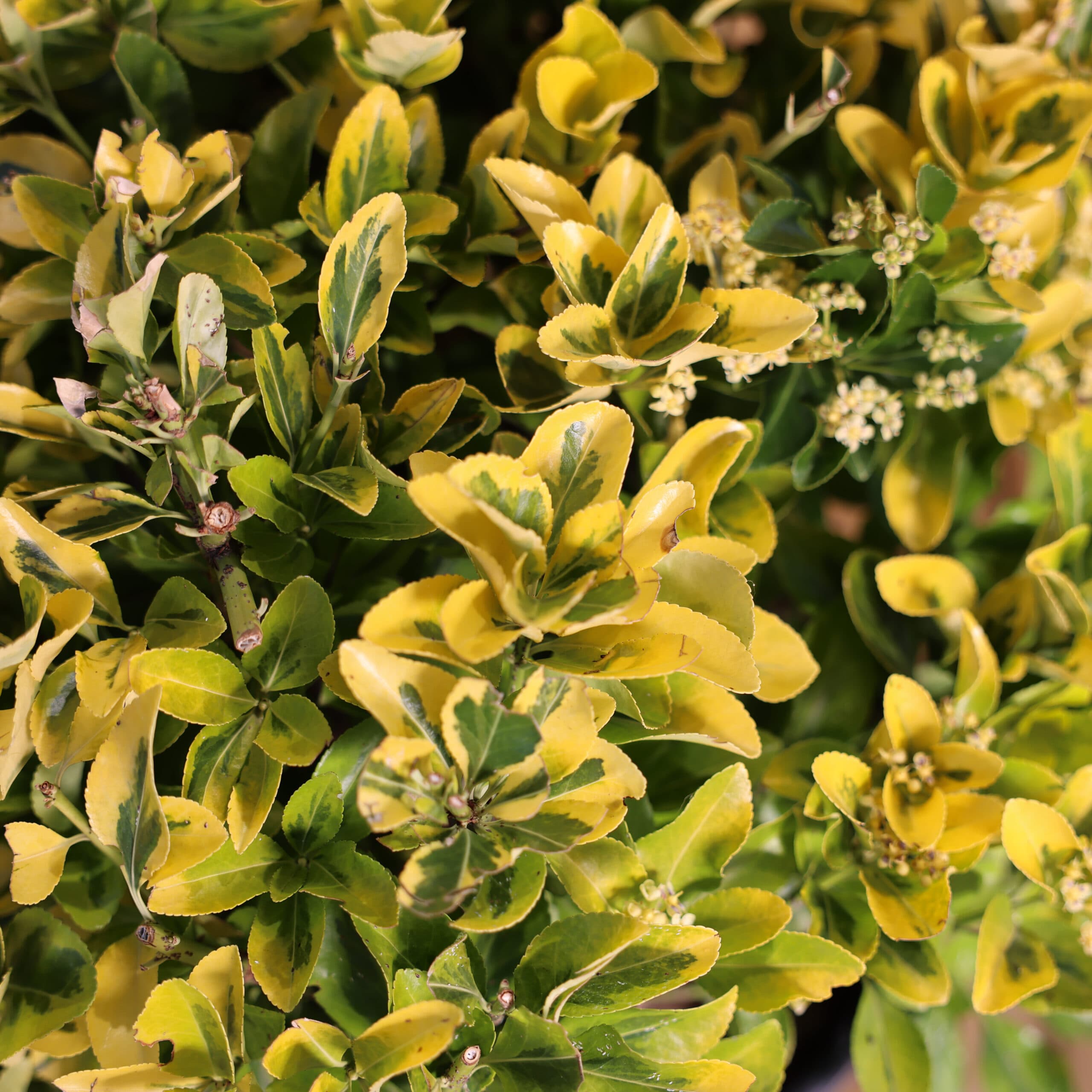 Evonimus glob thumbnail 3