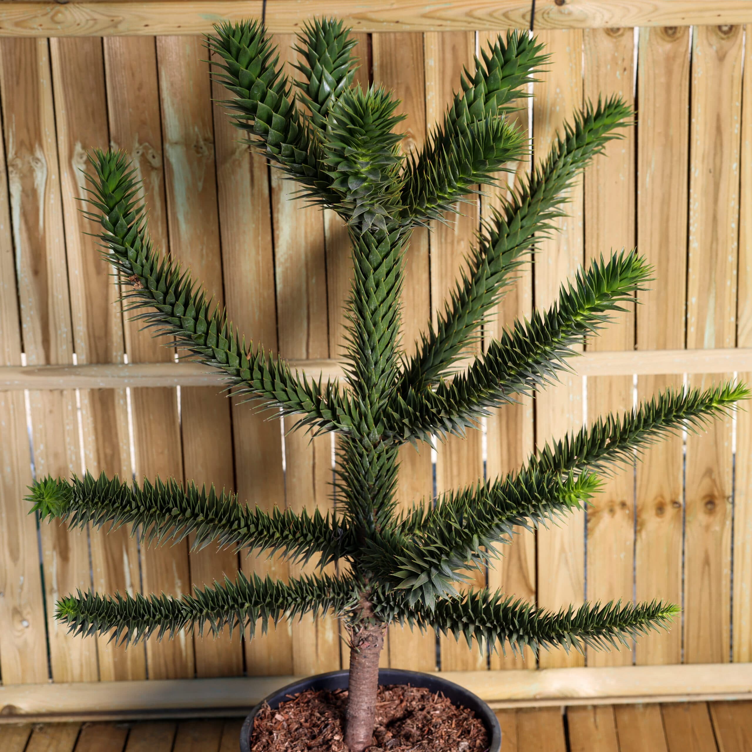 Pin chilian thumbnail 2