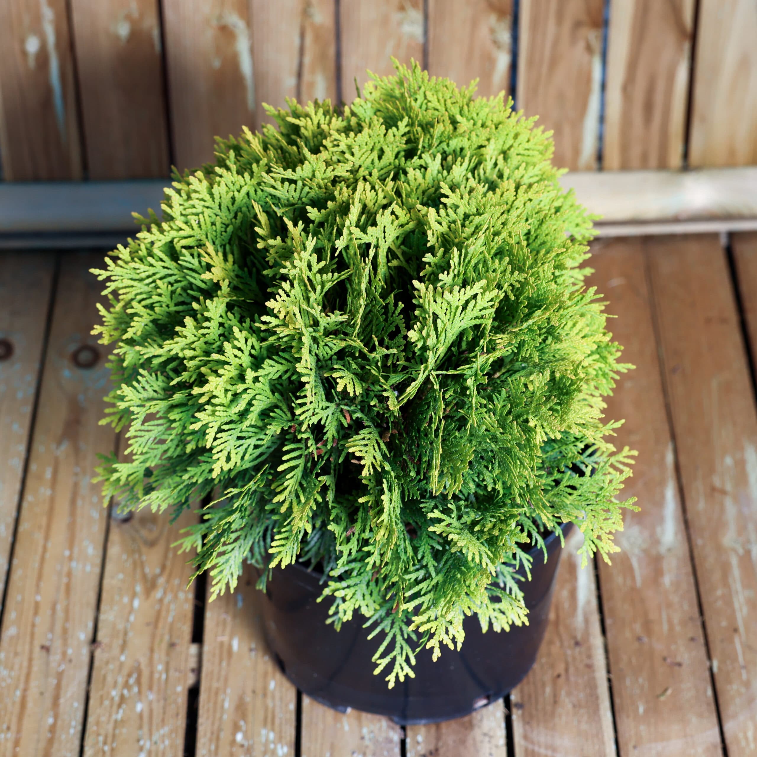 Tuia globular auriu thumbnail 2