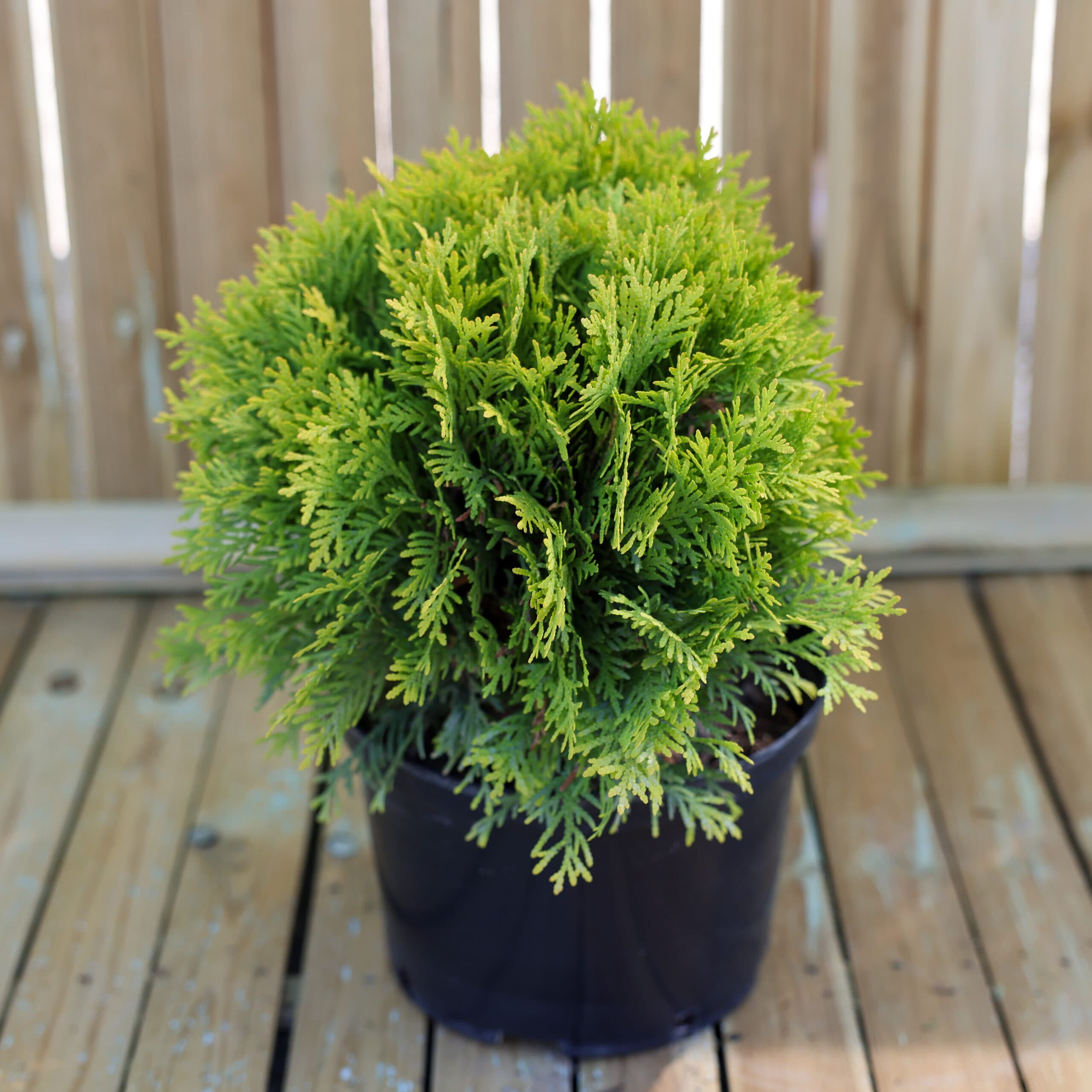 Tuia globular auriu thumbnail 3