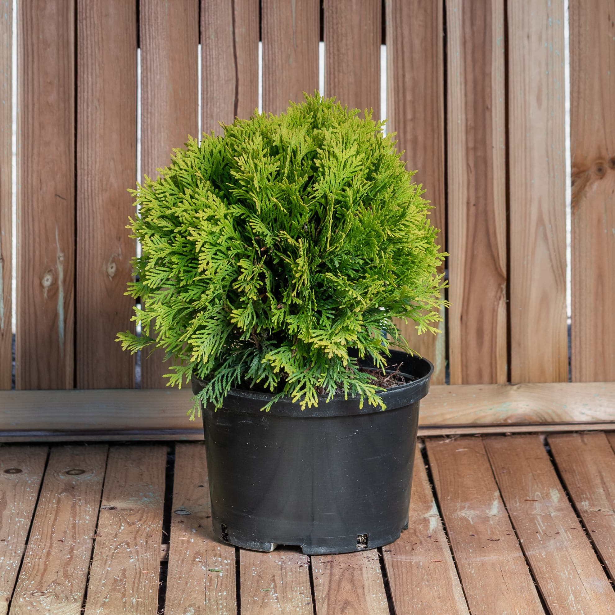 Tuia globular auriu — imagine 1