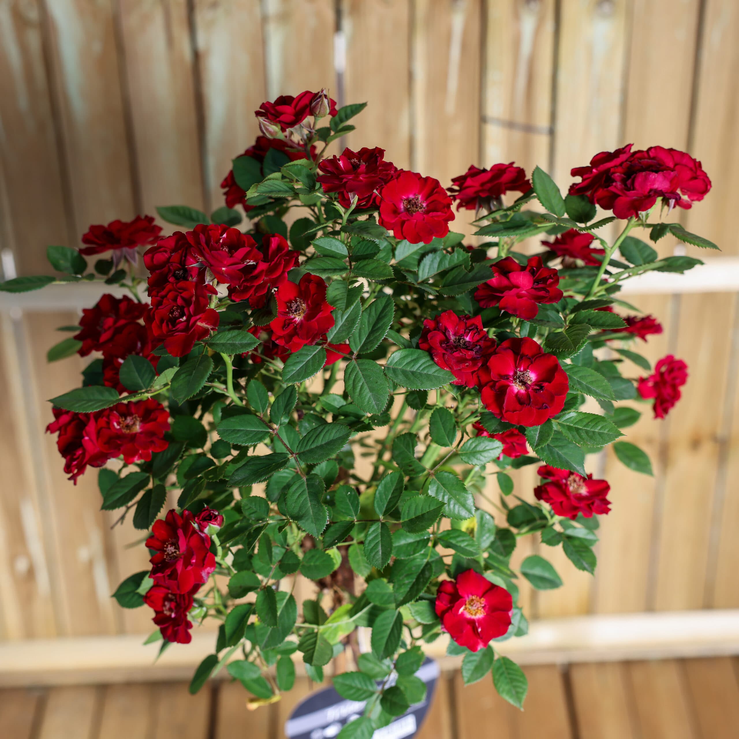 Trandafir tip pomisor thumbnail 2