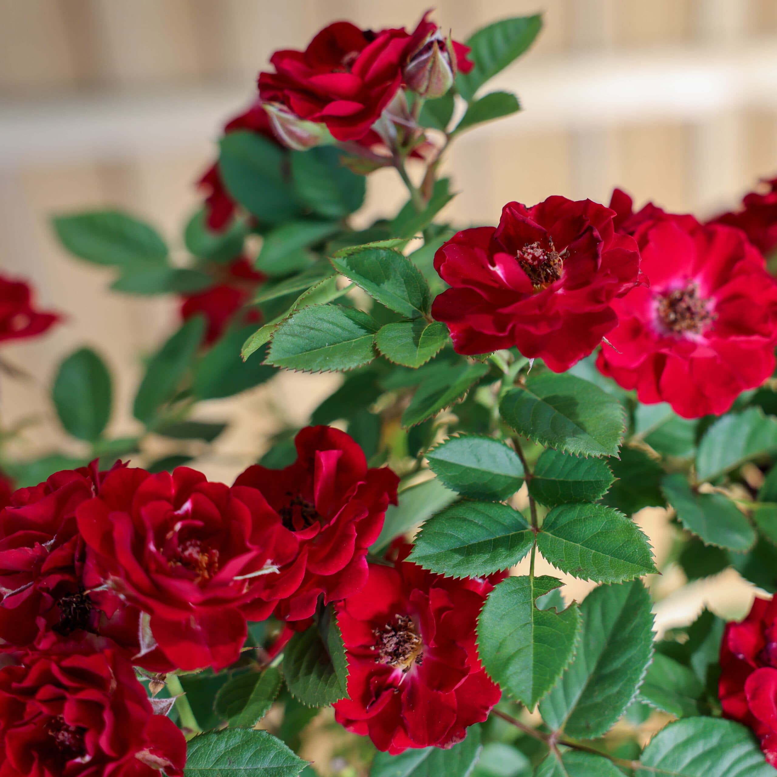 Trandafir tip pomisor thumbnail 3