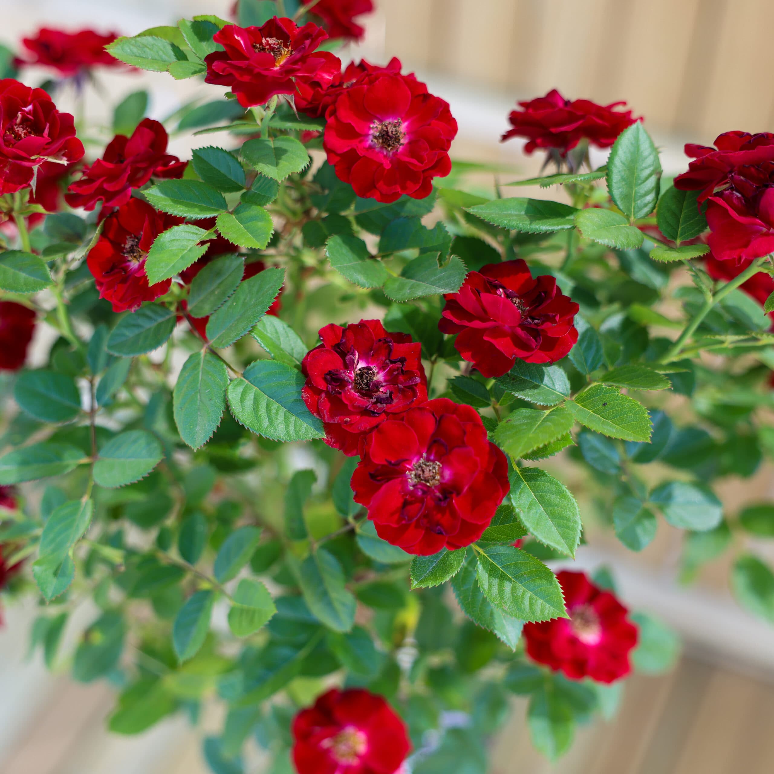 Trandafir tip pomisor thumbnail 4