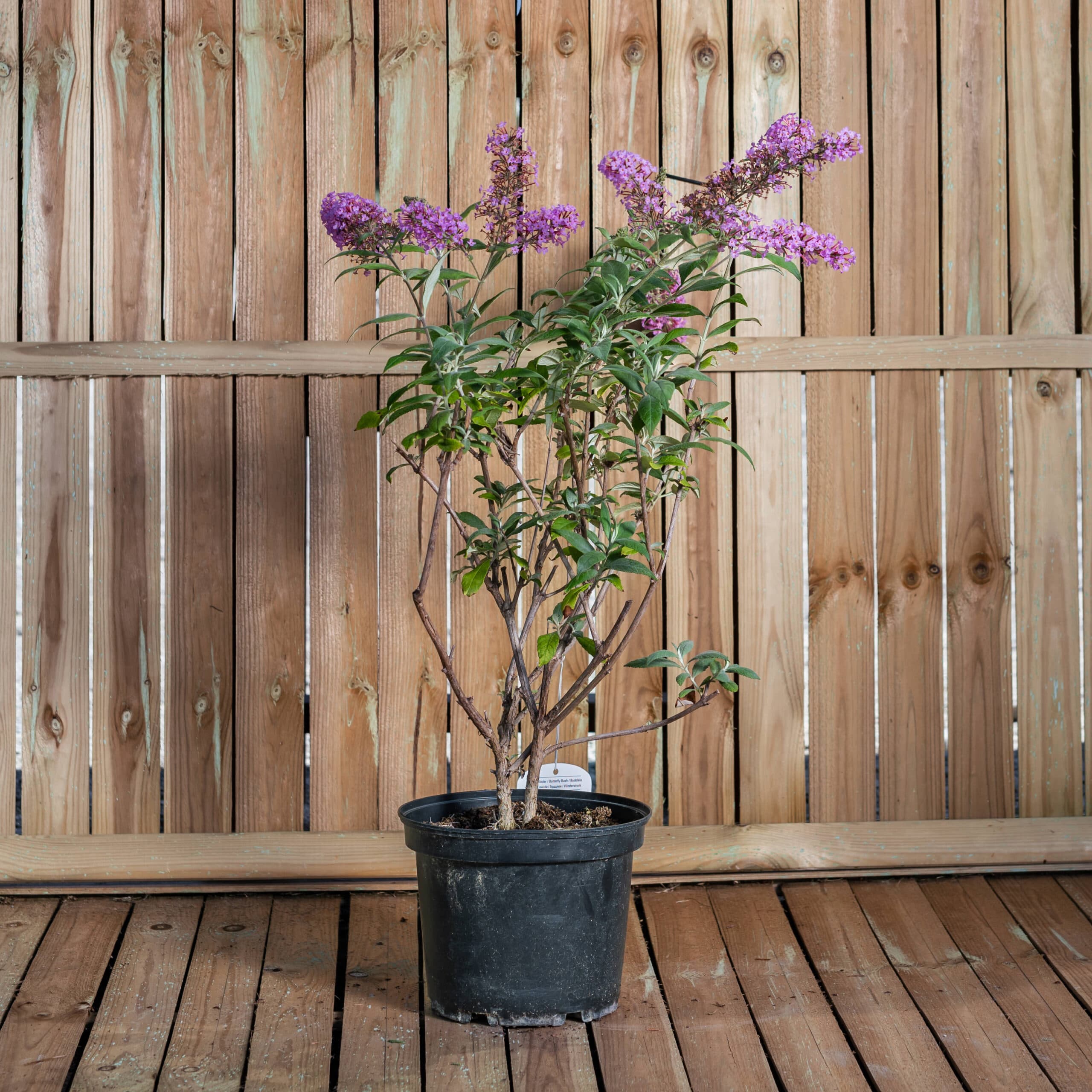 Liliac de vară - mov liliachiu — imagine 1