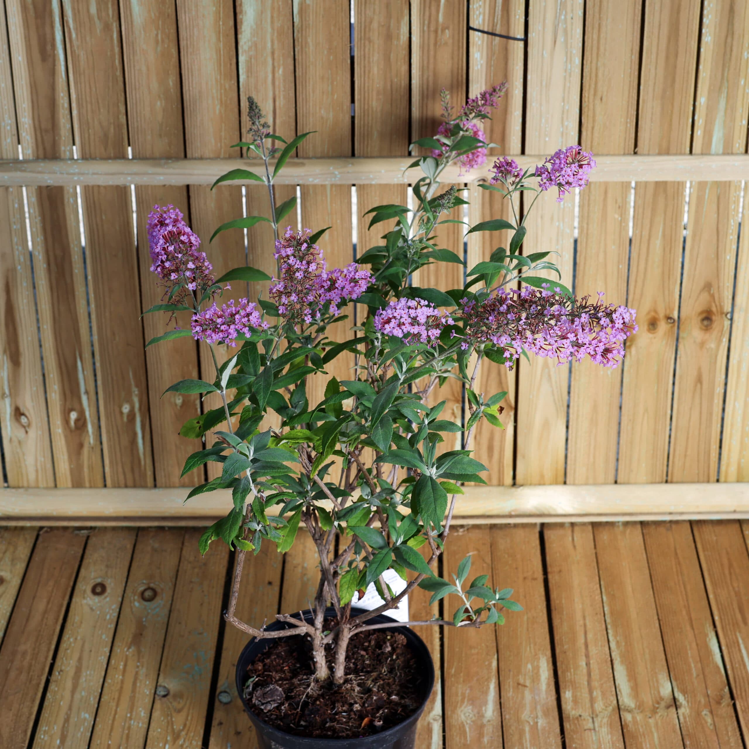 Liliac de vară - mov liliachiu thumbnail 2