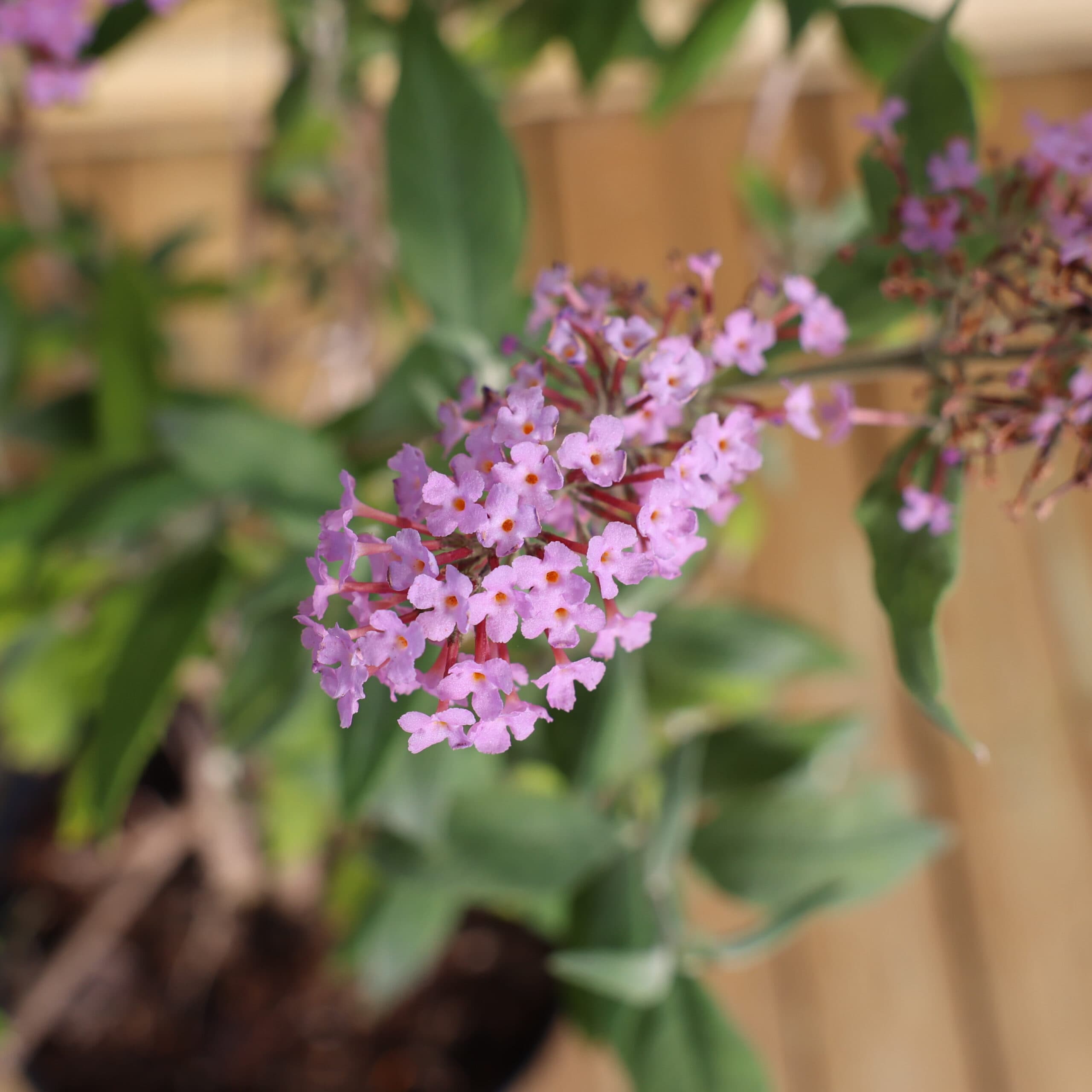 Liliac de vară - mov liliachiu thumbnail 3