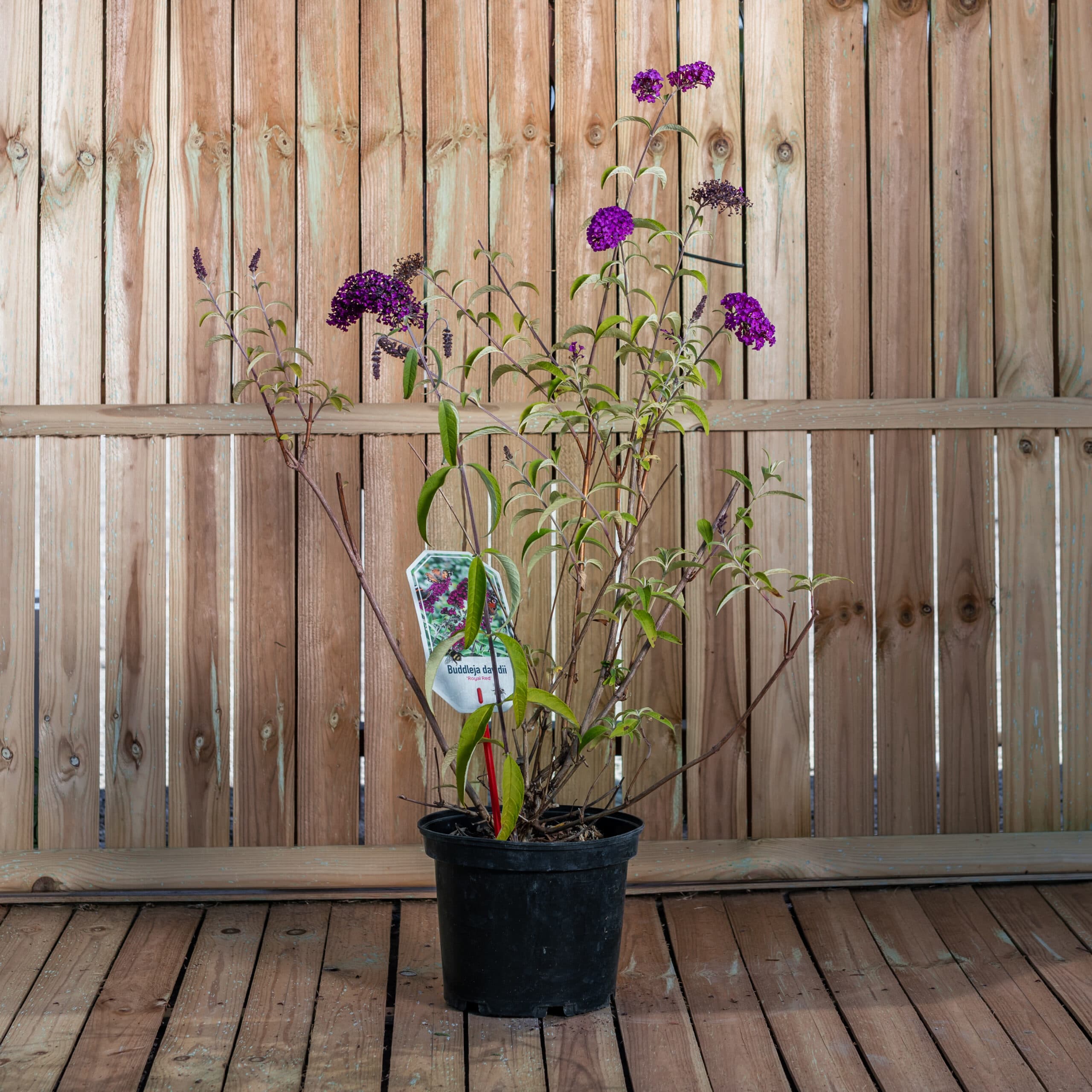 Liliac de vară - mov intens — imagine 1