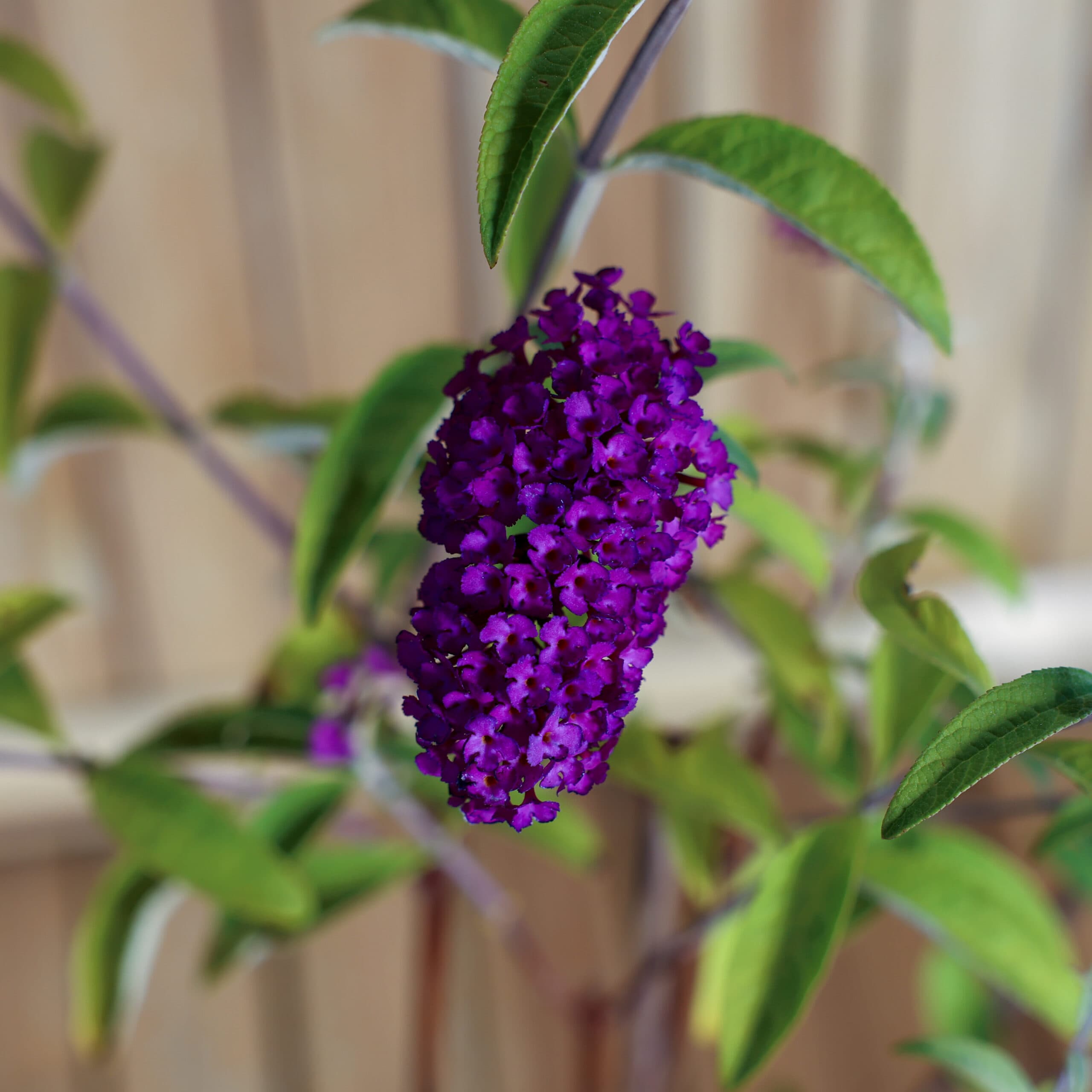 Liliac de vară - mov intens thumbnail 2