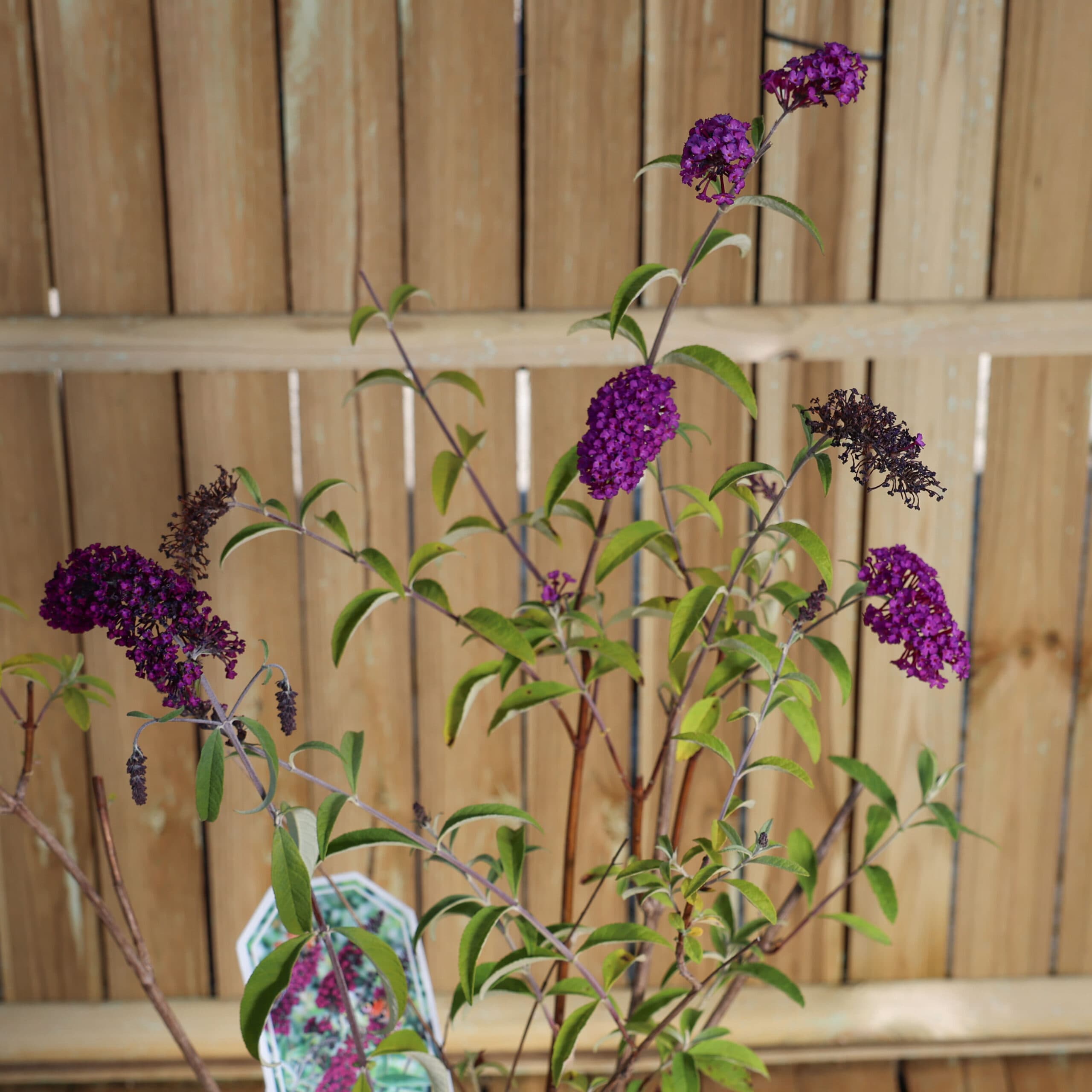 Liliac de vară - mov intens thumbnail 3