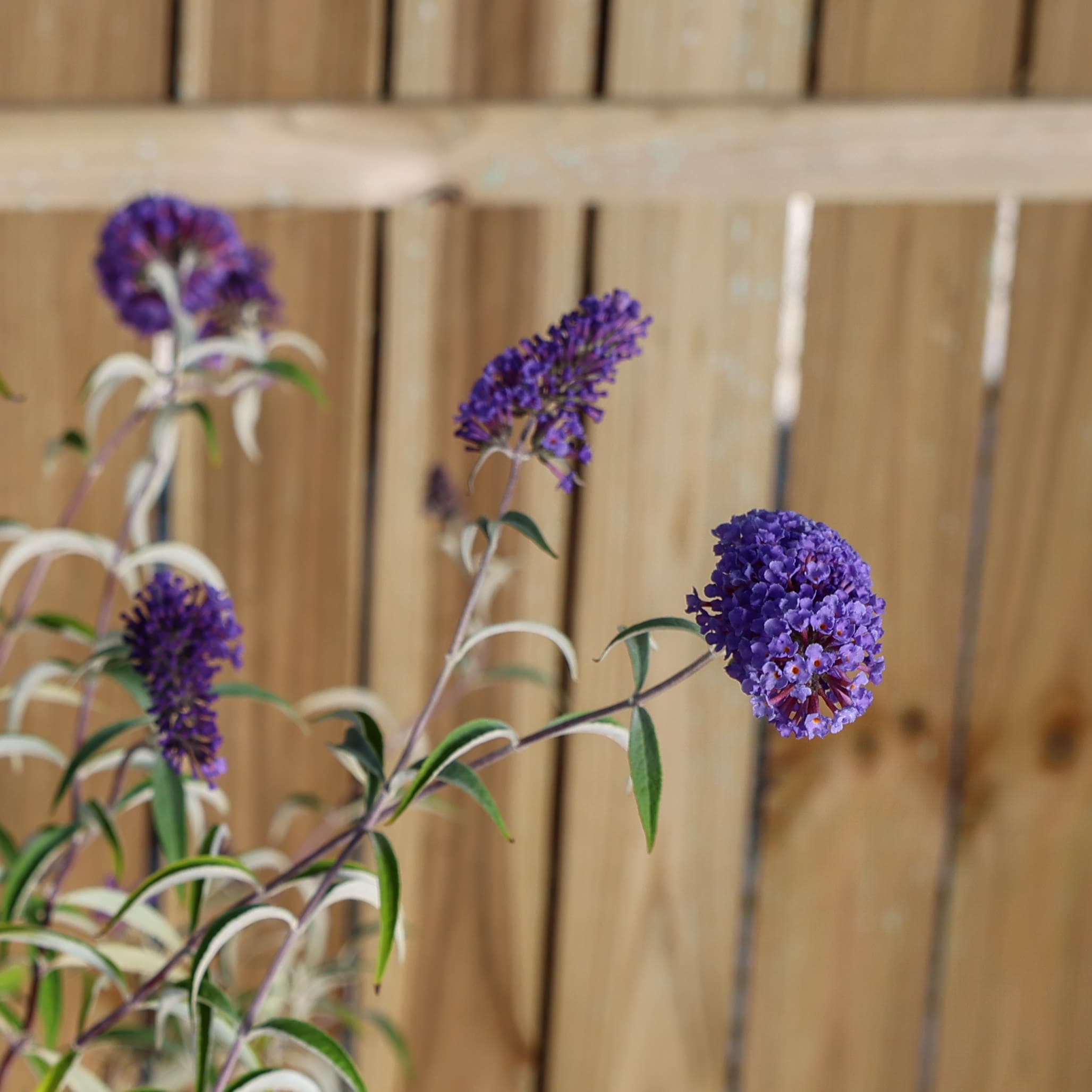 Liliac de vară - mov thumbnail 2