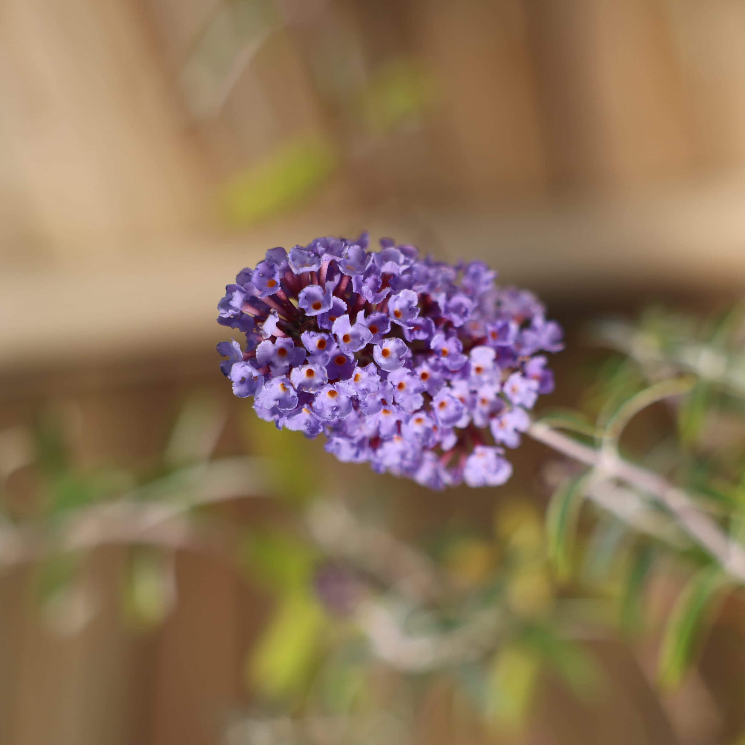 Liliac de vară - mov thumbnail 3