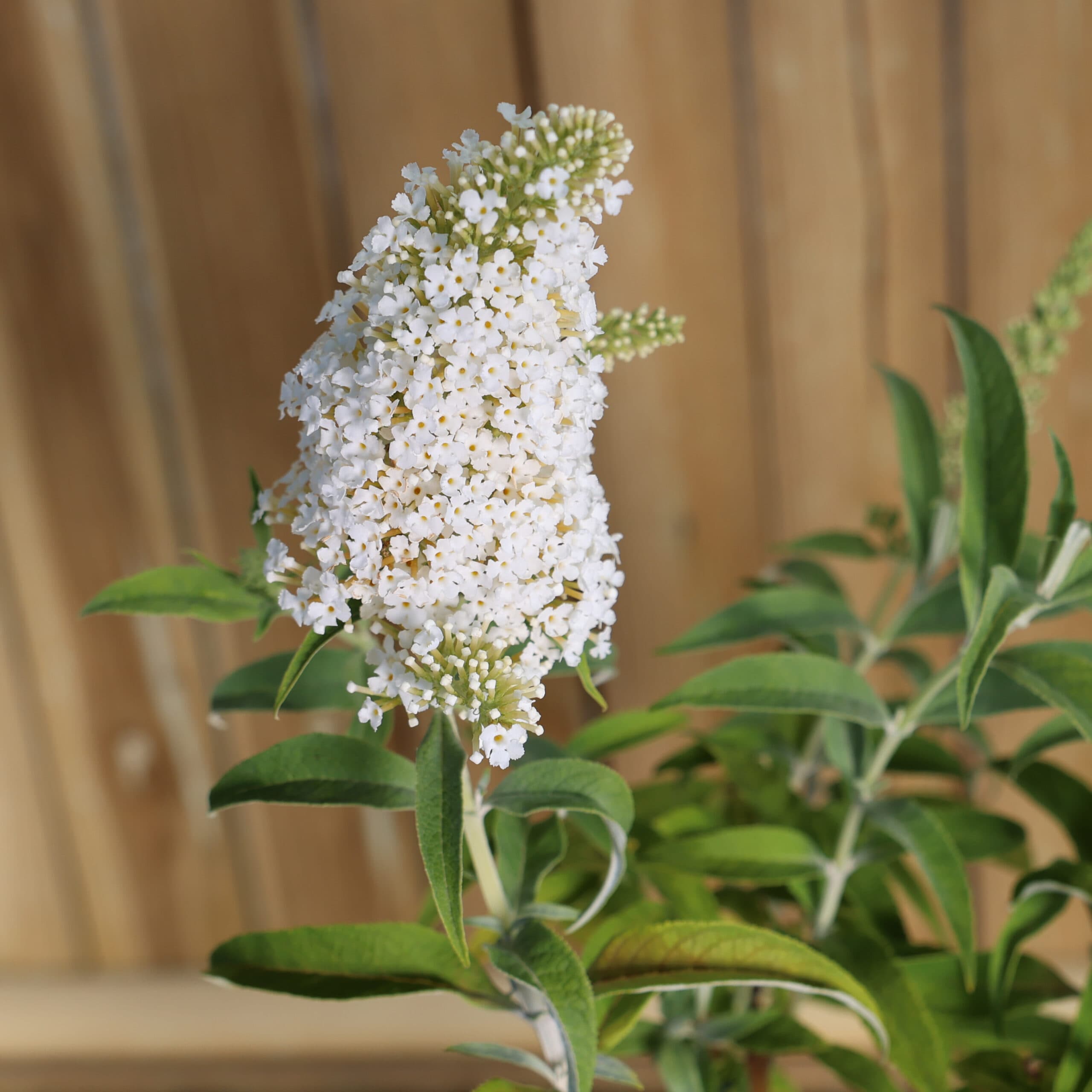 Liliac de vară - alb thumbnail 2