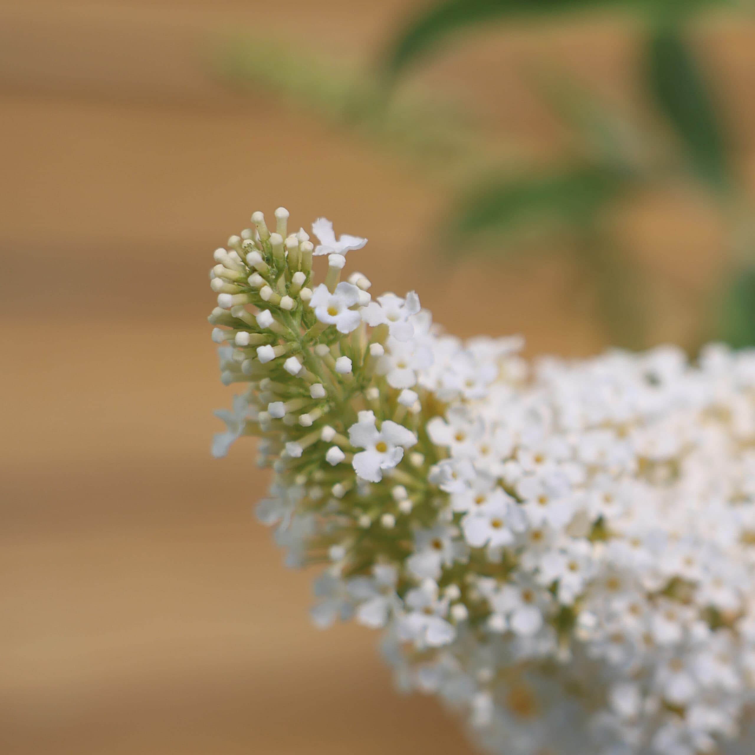 Liliac de vară - alb thumbnail 3