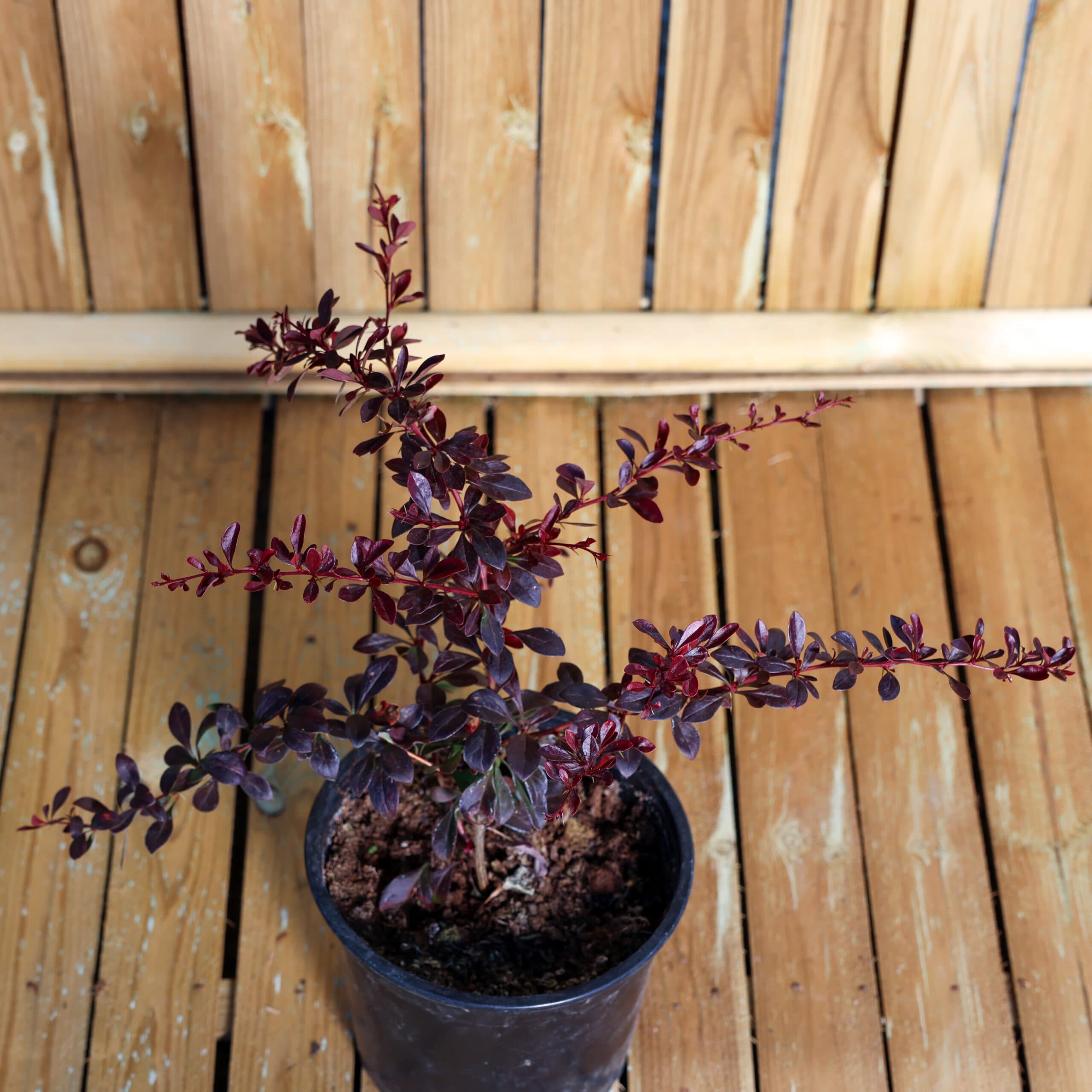 Dracilă japoneză thumbnail 2