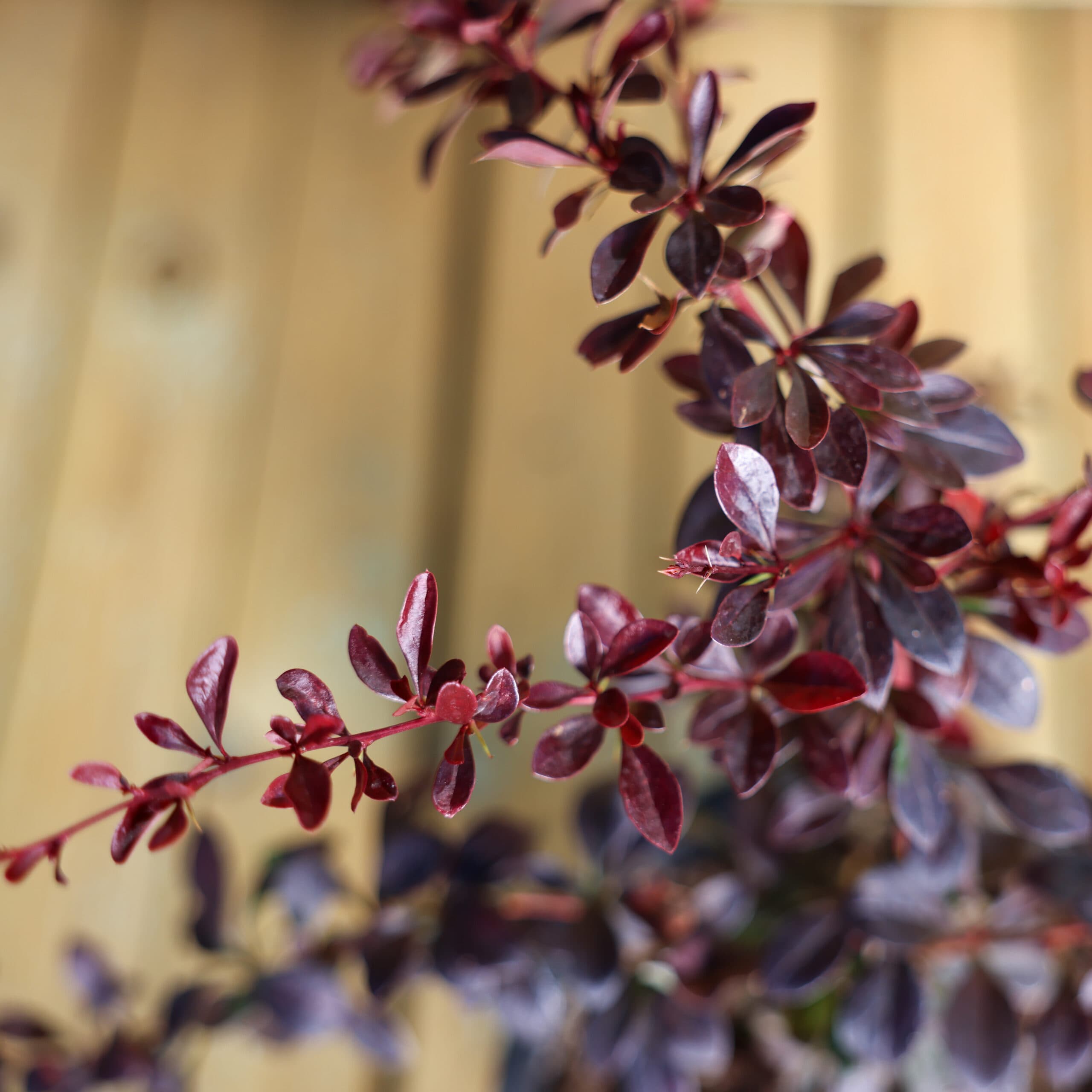 Dracilă japoneză thumbnail 3