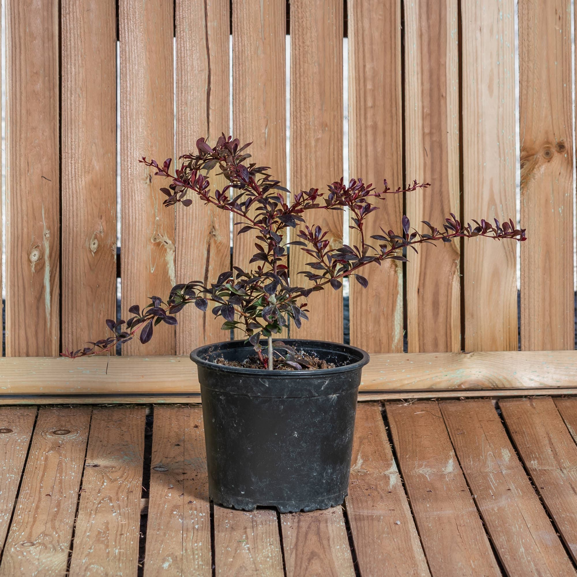 Dracilă japoneză — imagine 1