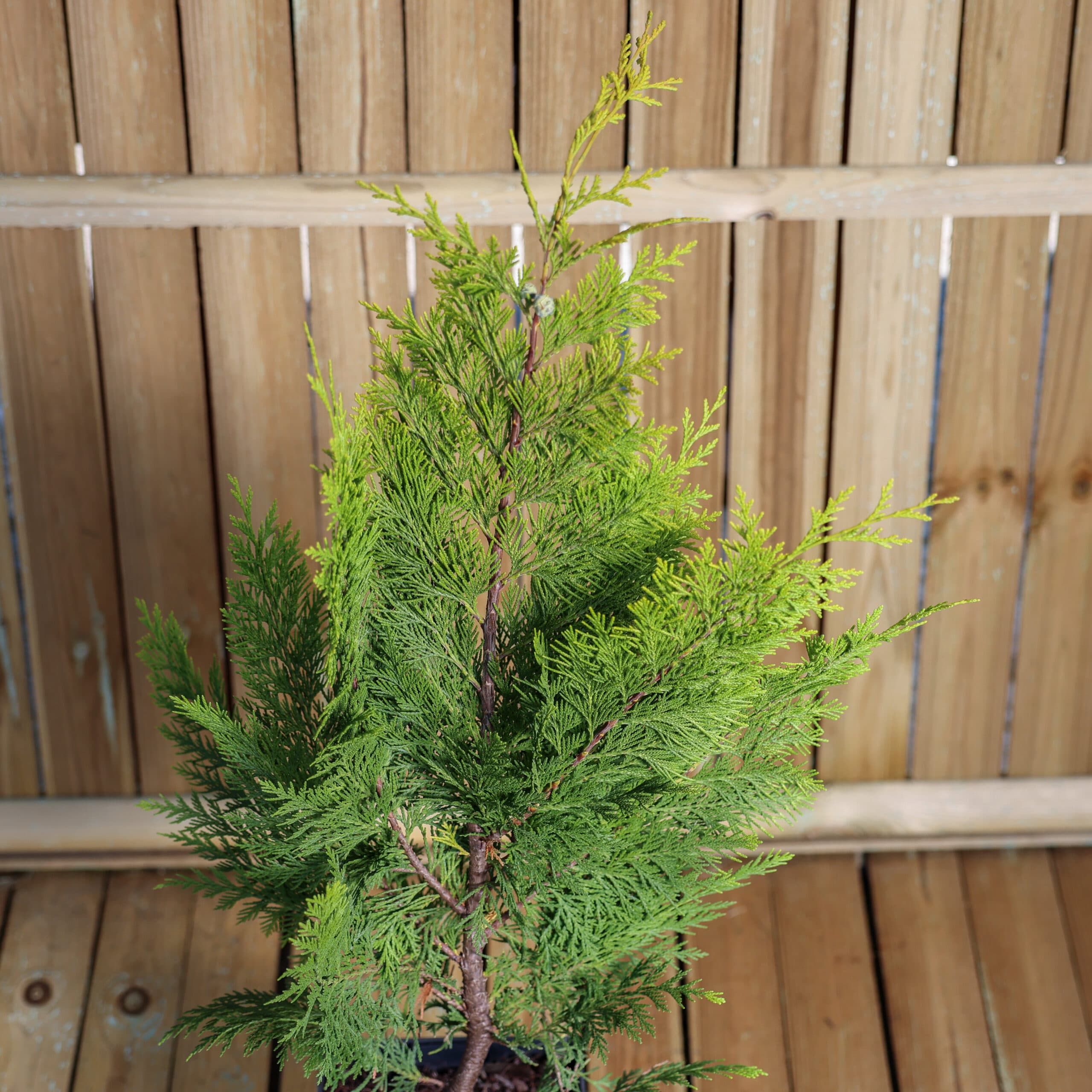 Chiparos auriu thumbnail 2