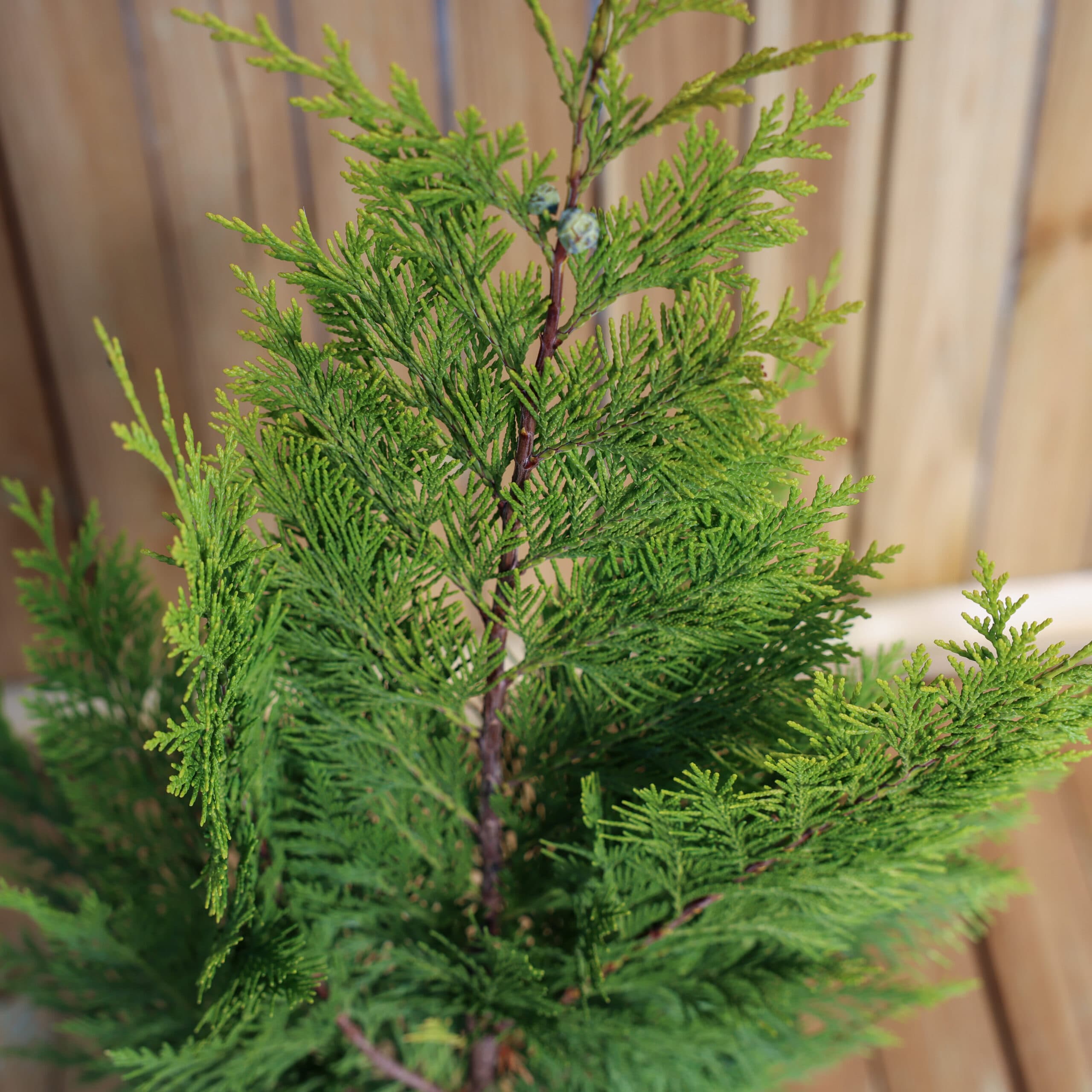 Chiparos auriu thumbnail 3