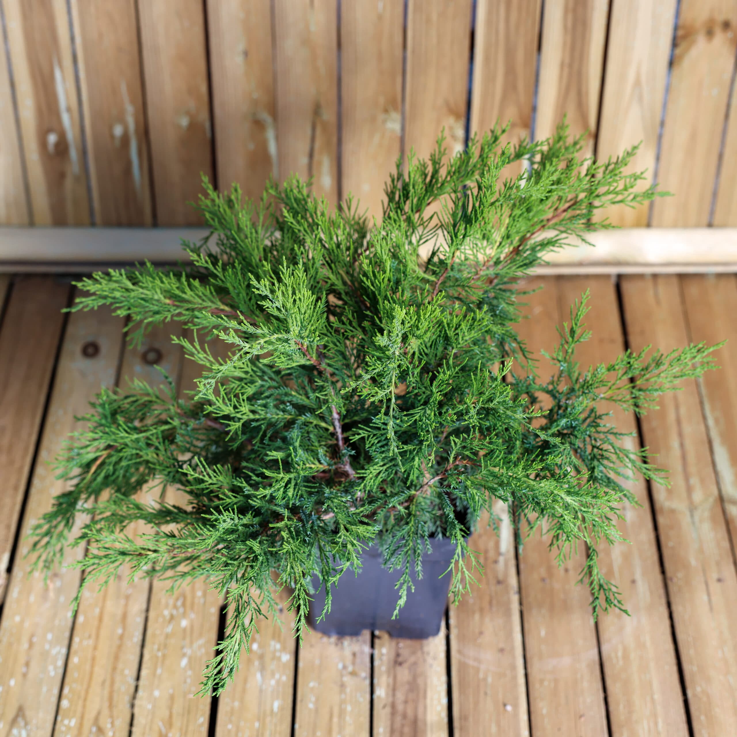 Ienupar semi-tartor thumbnail 2