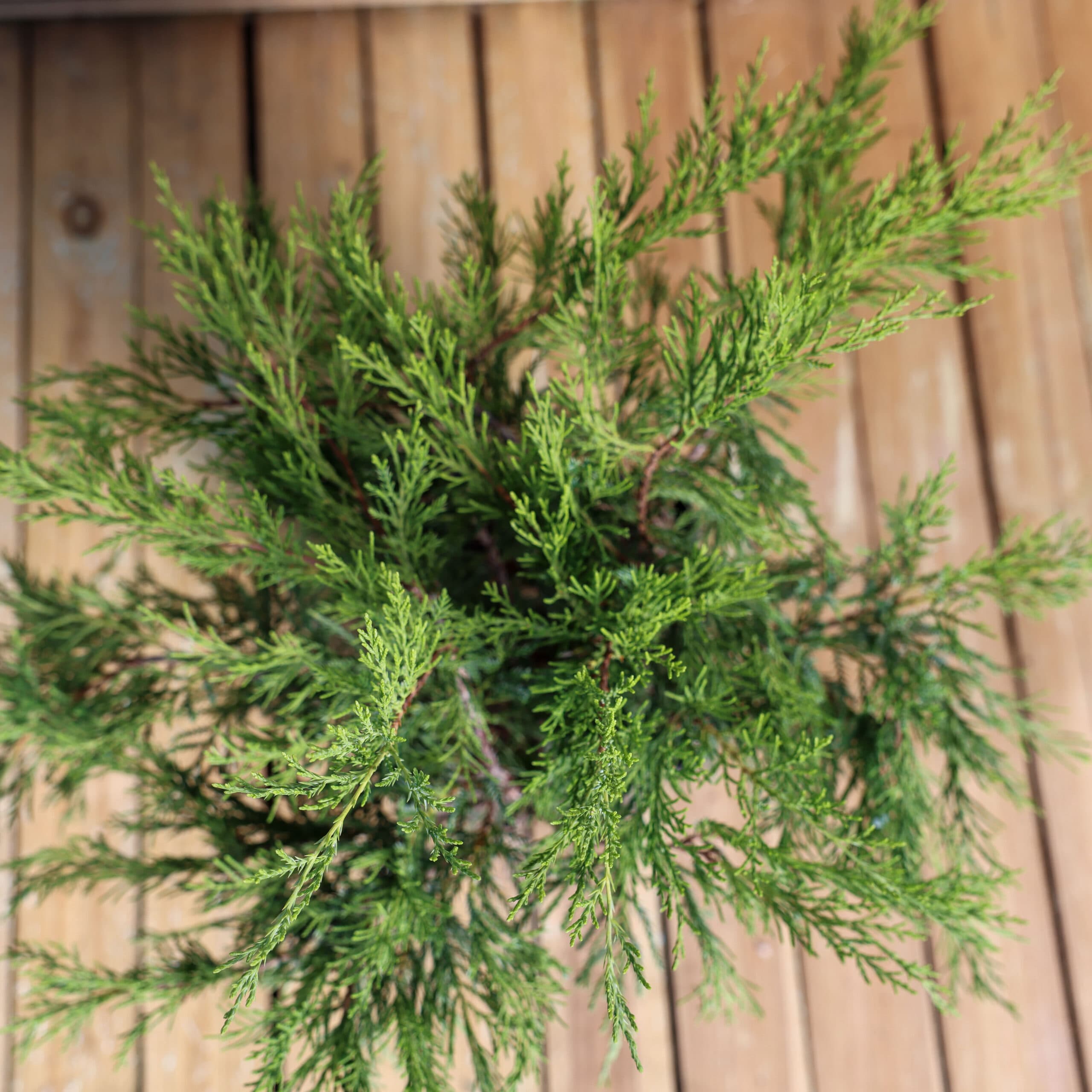 Ienupar semi-tartor thumbnail 3