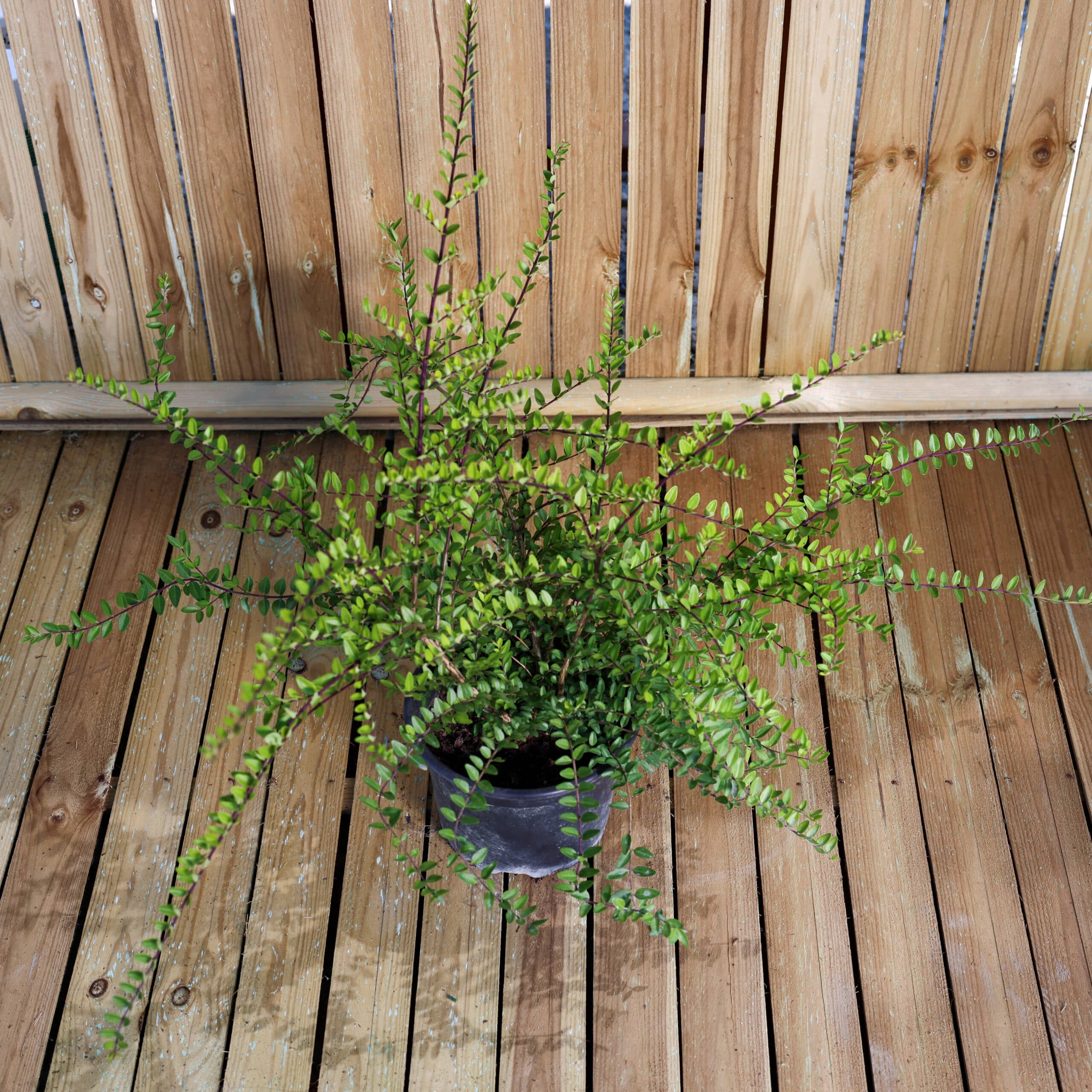 Lonicera 'Maigrun' thumbnail 2