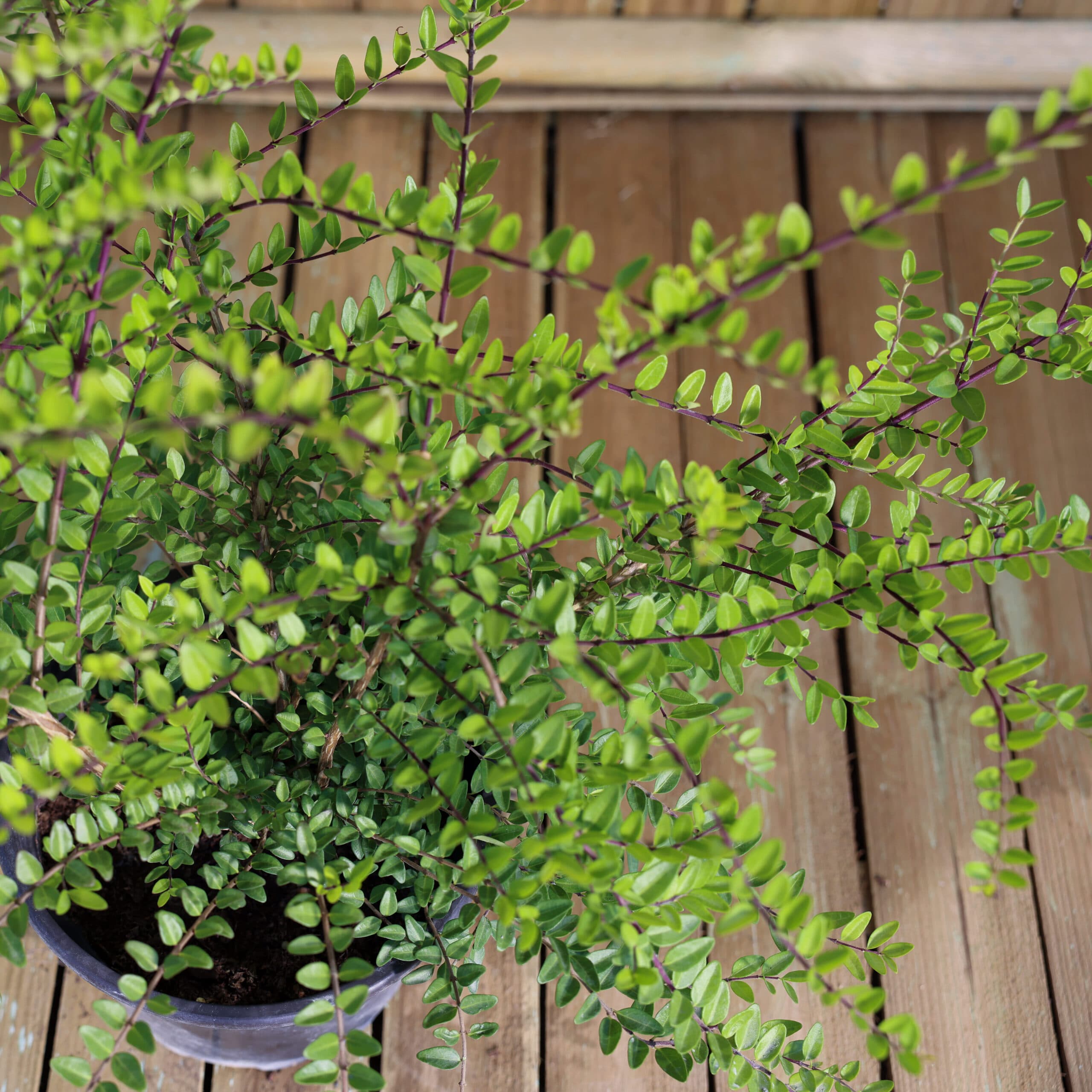 Lonicera 'Maigrun' thumbnail 3