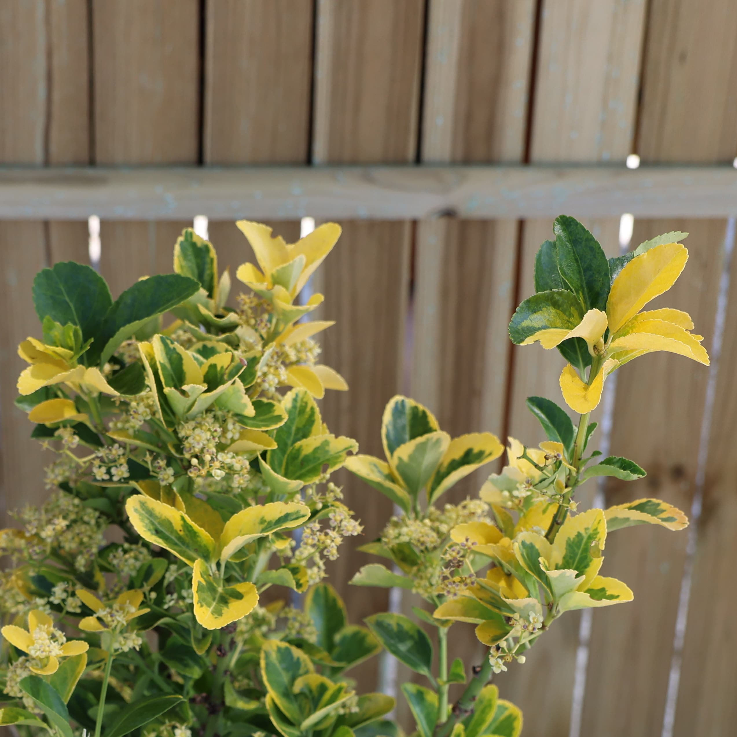 Evonimus thumbnail 2