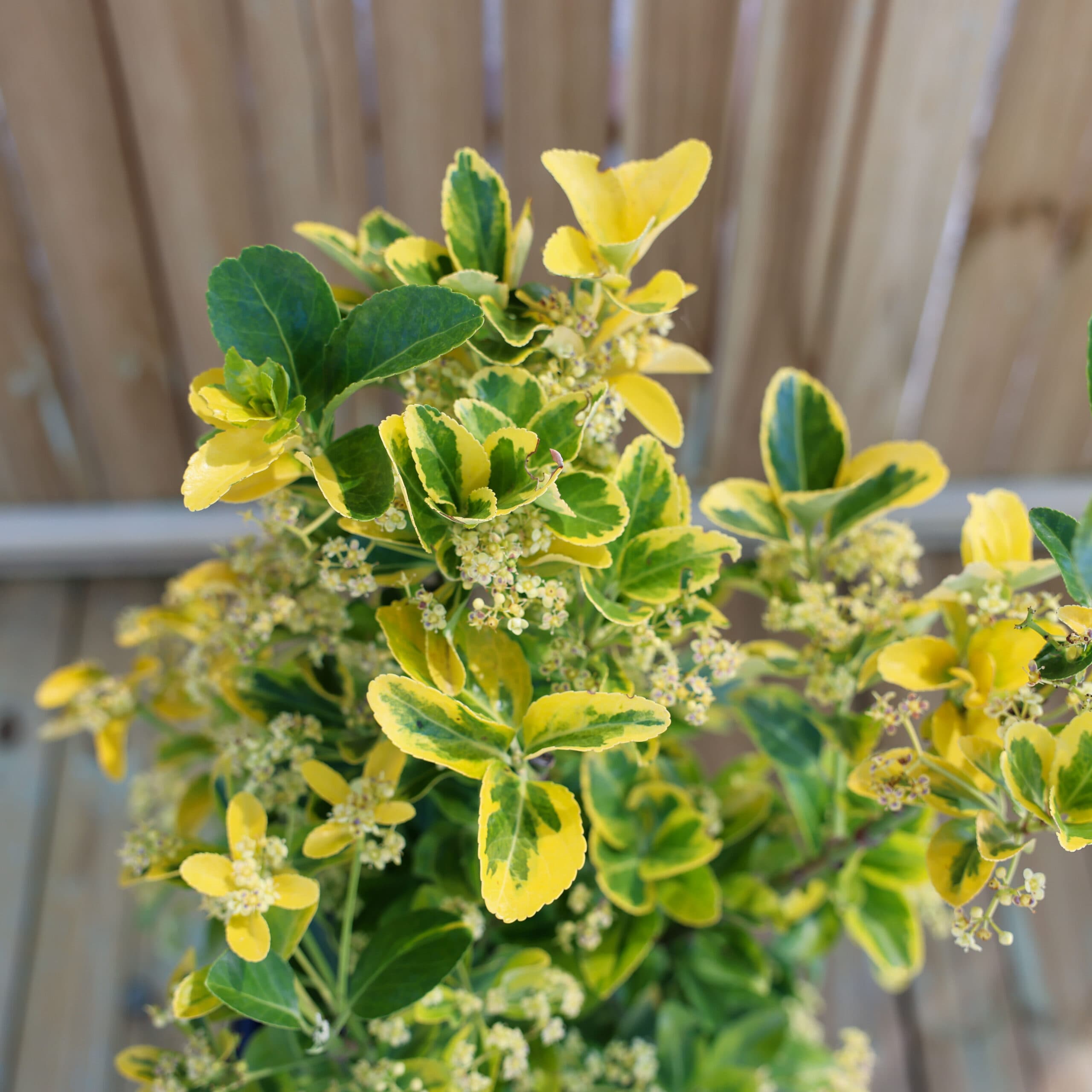 Evonimus thumbnail 3