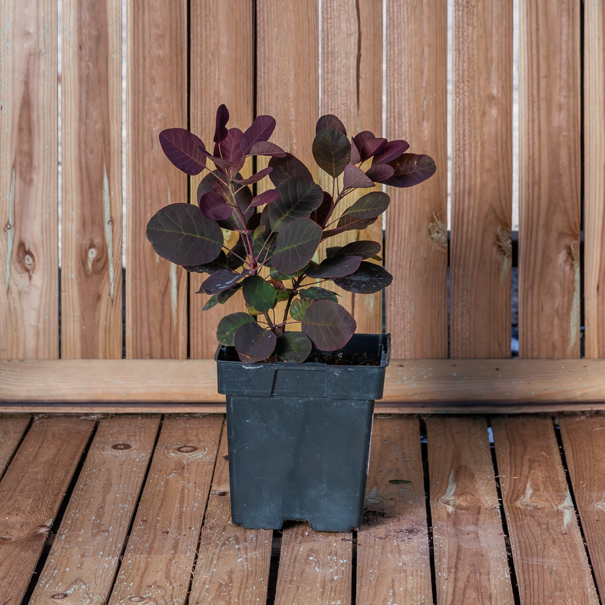 Scumpie — imagine 1