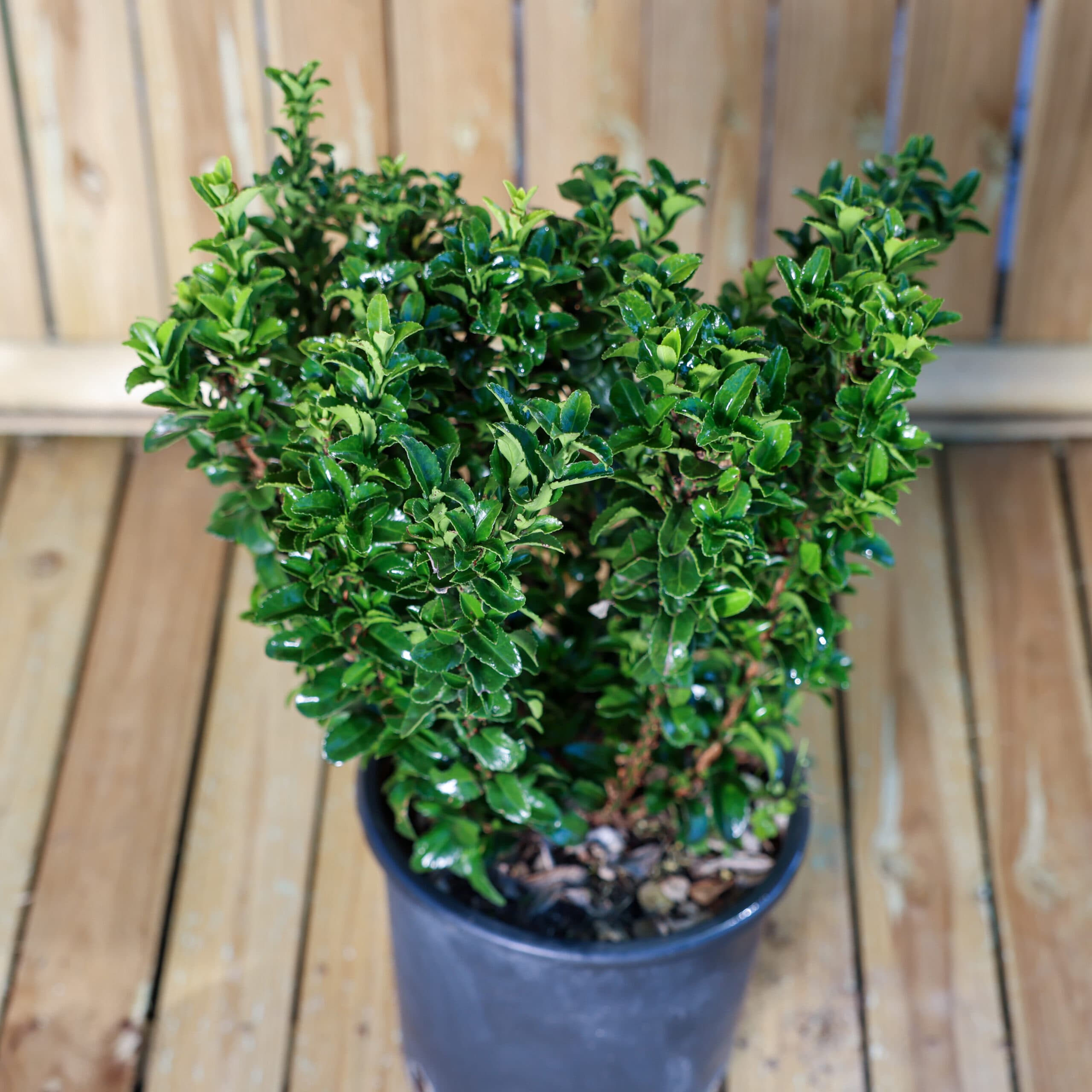 Euonymus pentru gard viu thumbnail 2