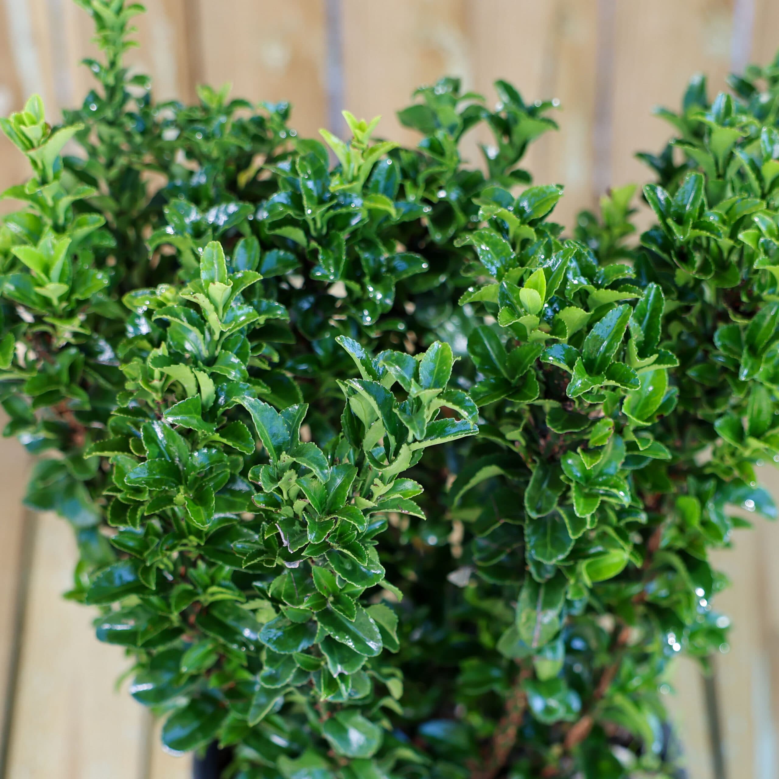 Euonymus pentru gard viu thumbnail 3