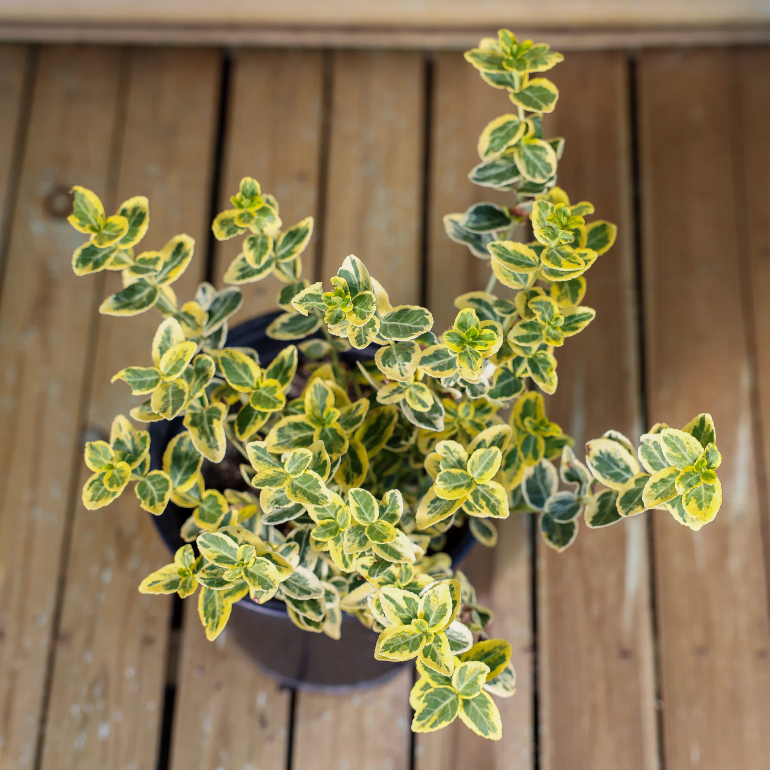 Evonimus thumbnail 2