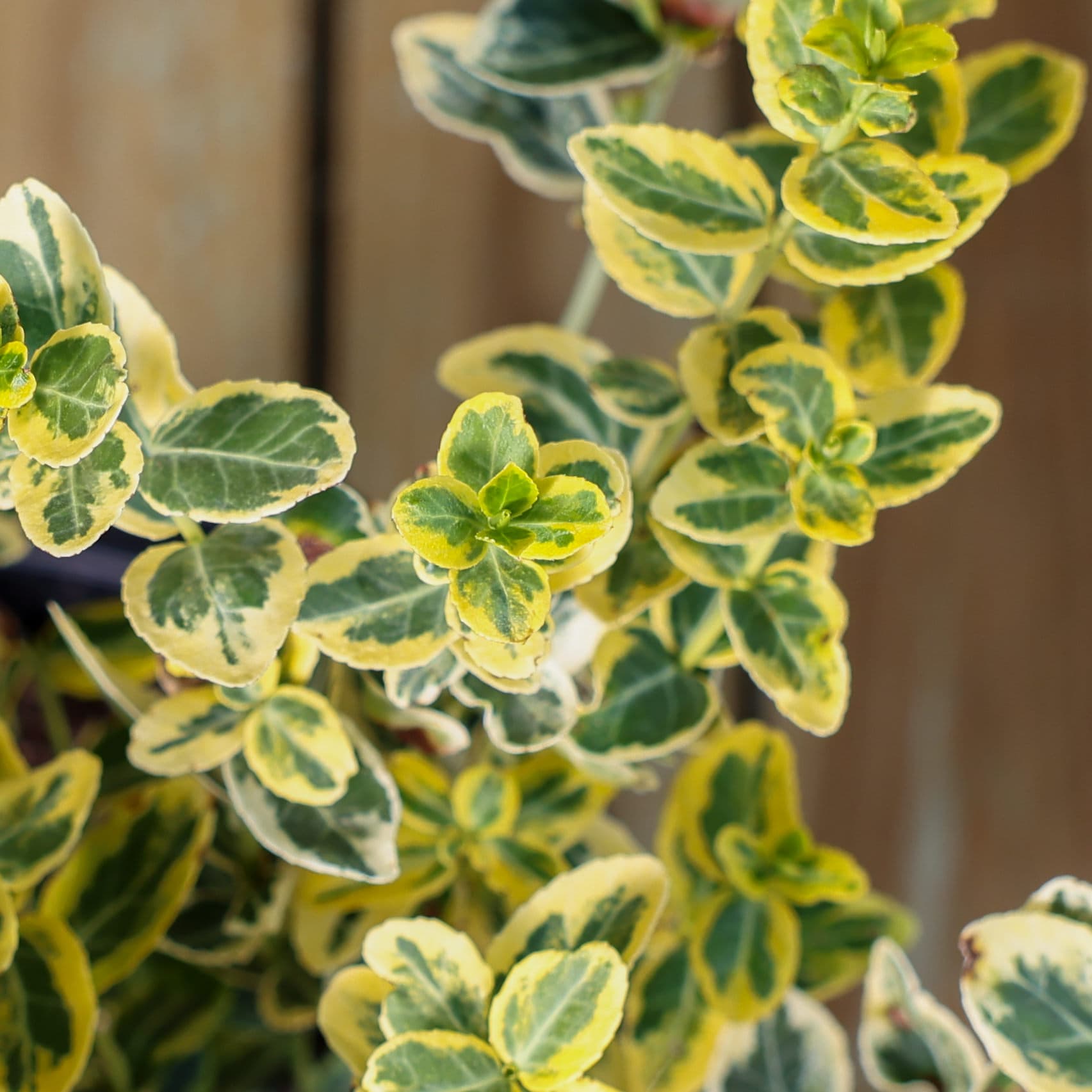 Evonimus thumbnail 3