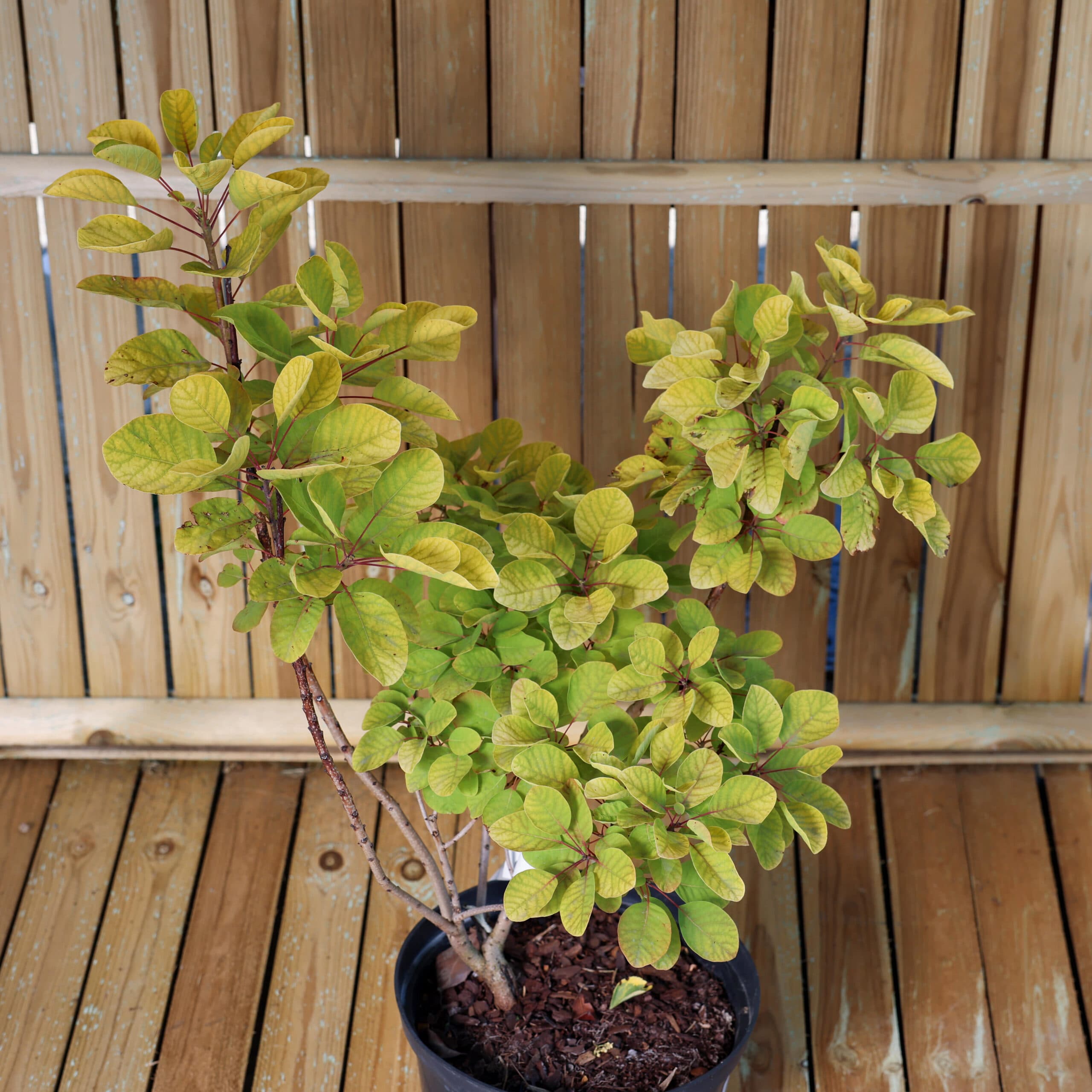 Scumpie aurie thumbnail 2