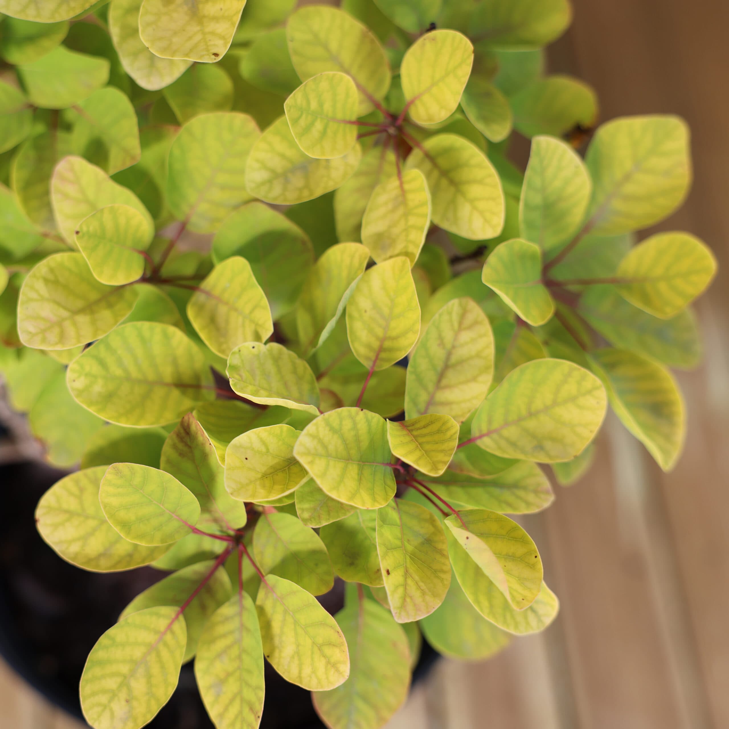 Scumpie aurie thumbnail 3